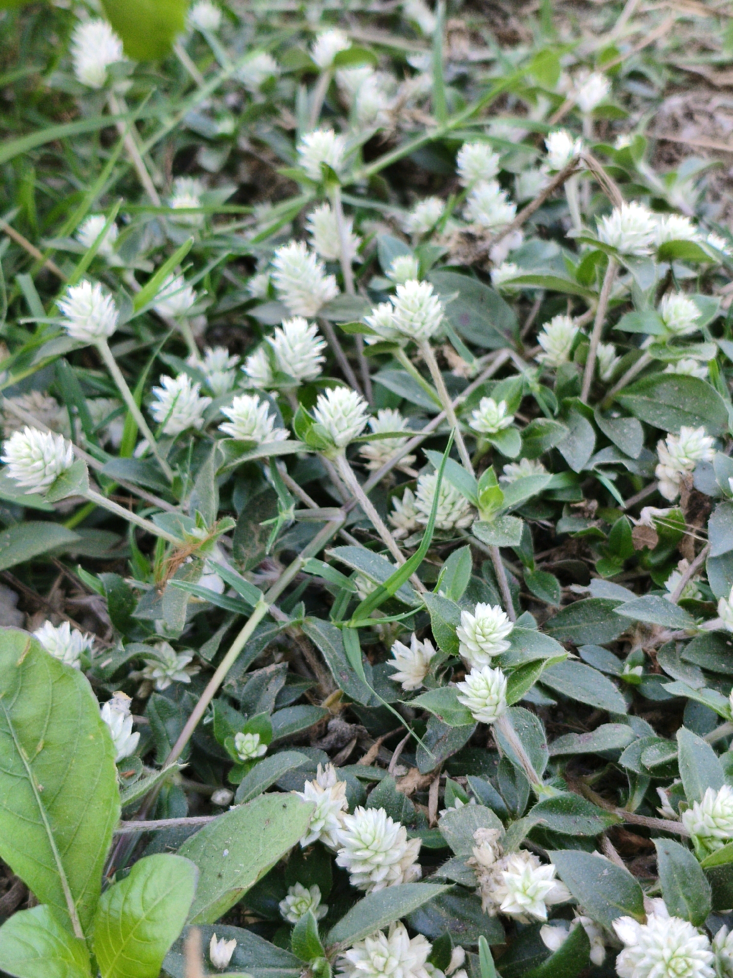 A close-up, eye-level shot captures a dense ground cover of small, white, globe-shaped flowers and their dark green leaves, interspersed with blades of grass. The plants are growing in a naturalistic setting, with soil and dried organic matter visible in the background. The lighting is somewhat dim, suggesting an overcast day or shaded area. The image appears to be taken in Puhpelem, Indonesia, where this type of vegetation is common in gardens and undeveloped areas.