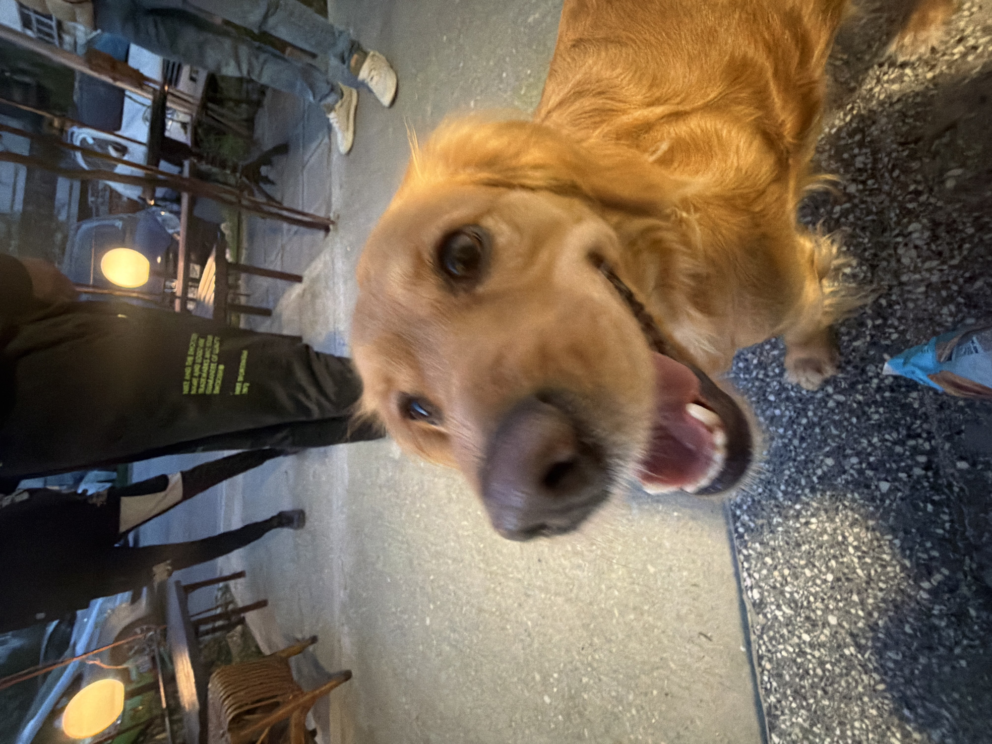 The scene captures a close-up perspective of a golden retriever dog outdoors. The dog's head dominates the frame, with a prominent snout and open mouth revealing teeth. The dog's fur is golden-brown. The background indicates an urban setting, possibly a patio or sidewalk. Partial views of people are also in view. One person is wearing black clothing with green text, and another individual wears jeans and light-colored shoes. The environment suggests an outdoor dining area, possibly a restaurant or cafe. Based on context clues, this image likely was taken near Varna, Bulgaria.