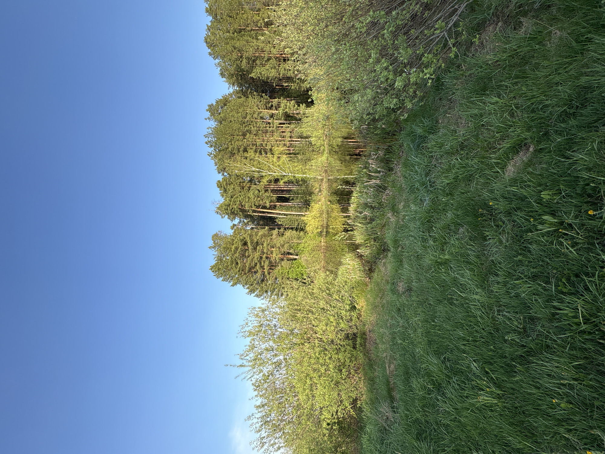 The image shows a landscape scene, likely taken in or around the city of Chaikovsky, Russia, given the presence of boreal forest vegetation typical of the region. A body of water, possibly a lake or wide river section, reflects the surrounding trees. On the left, a clear blue sky dominates the upper portion. Along the right edge, tall grass is visible, transitioning into shrubs and trees near the water's edge. The trees are a mix of coniferous and deciduous types. The scene is likely taken during daylight hours. There are no visible people, animals, or man-made structures, other than what can be inferred about the area surrounding the water.