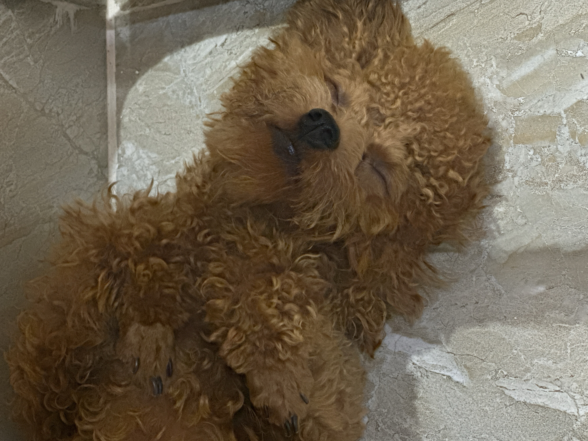 A brown, curly-haired dog lies asleep on a light-colored, patterned tile floor. The dog's head is turned to the side, with its eyes closed and its nose visible. The dog's paws are also visible. The location is Bac Nha Trang Ward, Vietnam. The scene is indoors.