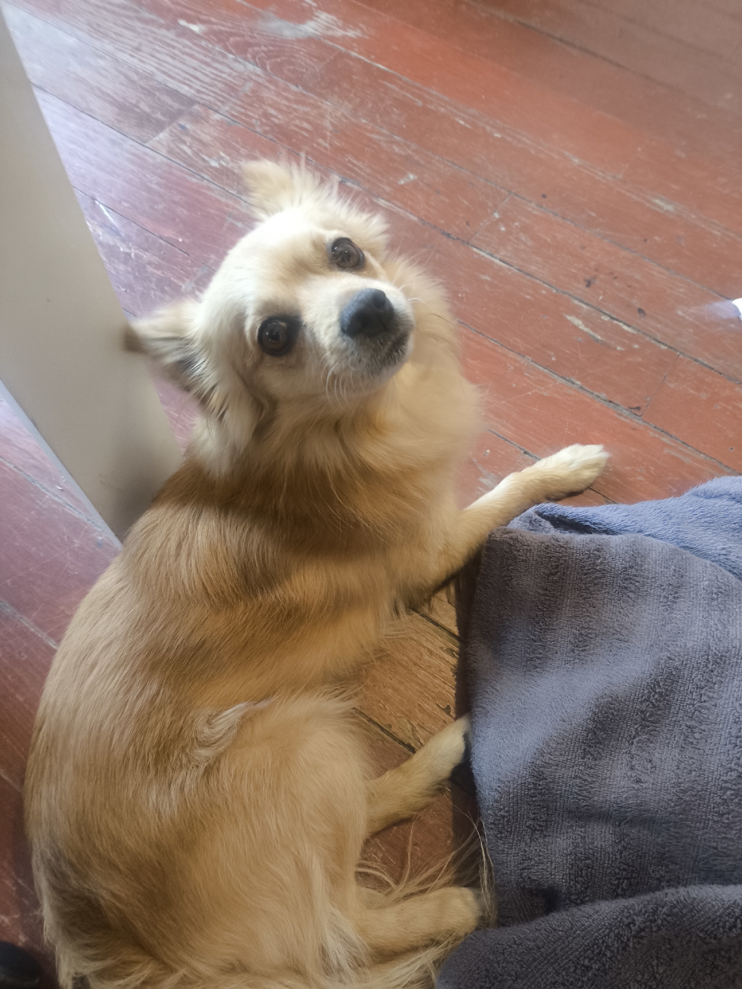A light tan, long-haired dog, resembling a chihuahua or a chihuahua mix, is the central subject of this indoor photograph. The dog is captured from a high-angle perspective, looking directly up at the camera with an attentive and curious expression. Its fur is a consistent light golden-brown, with longer hair visible around its ears and chest. The dog's dark, round eyes reflect a soft light.
The animal is positioned on a reddish-brown wooden floor, which exhibits signs of wear and age through lighter scuff marks and varied wood grain. To the right of the dog, a dark blue or grey textured towel or blanket is crumpled on the floor, and one of the dog's front paws gently rests upon it. A light-colored, possibly white, vertical surface, likely a wall or furniture leg, frames the left side of the image. The scene suggests a cozy domestic setting within a home in Puebla, Mexico, during what appears to be daytime, indicated by the natural lighting. No visible text is present in the media.