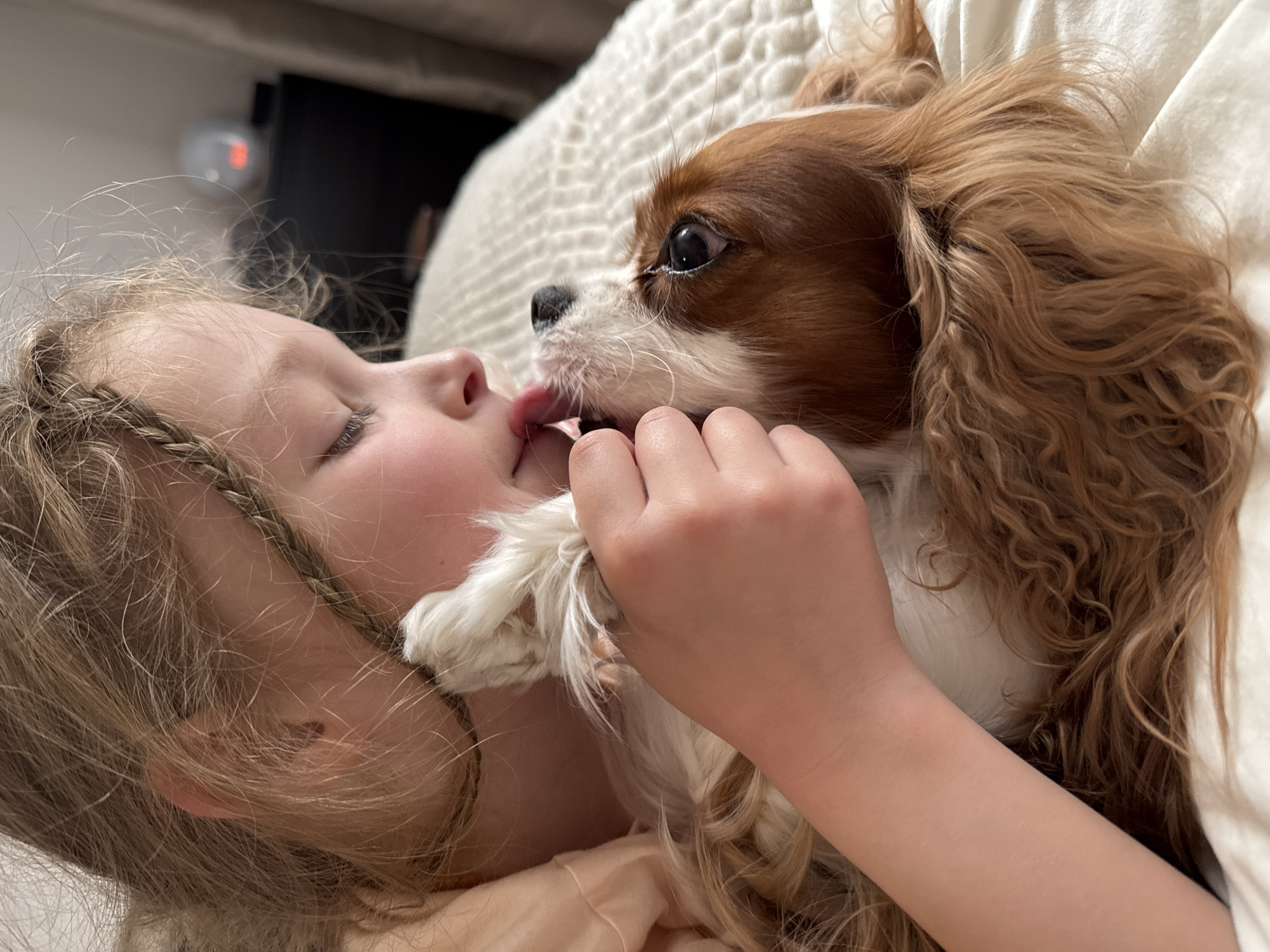 A close-up, high-angle shot captures a tender moment between a young child and a Cavalier King Charles Spaniel, lying intimately together indoors, possibly on a bed or couch in Budva, Montenegro. The child, with fair skin and light-colored hair styled with a visible braid, has their eyes closed, conveying a sense of peace or contentment.
The dog, a Cavalier King Charles Spaniel with distinctive brown and white fur and long, wavy ears, is actively licking the child's nose and mouth area, indicating a strong bond and affection. Its eye is open and focused on the child. The child's hand is gently placed near the dog's paw or lower jaw, mirroring the affectionate interaction.
The subjects are positioned on soft, white, textured bedding or a blanket, which fills most of the background. In the upper left portion of the image, a blurry dark area and a small, round object with a faint reddish glow are visible, suggesting an indoor setting with ambient lighting, possibly a digital clock or another electronic device. The overall mood of the image is one of warmth, love, and peaceful companionship. No visible text is present in the image.