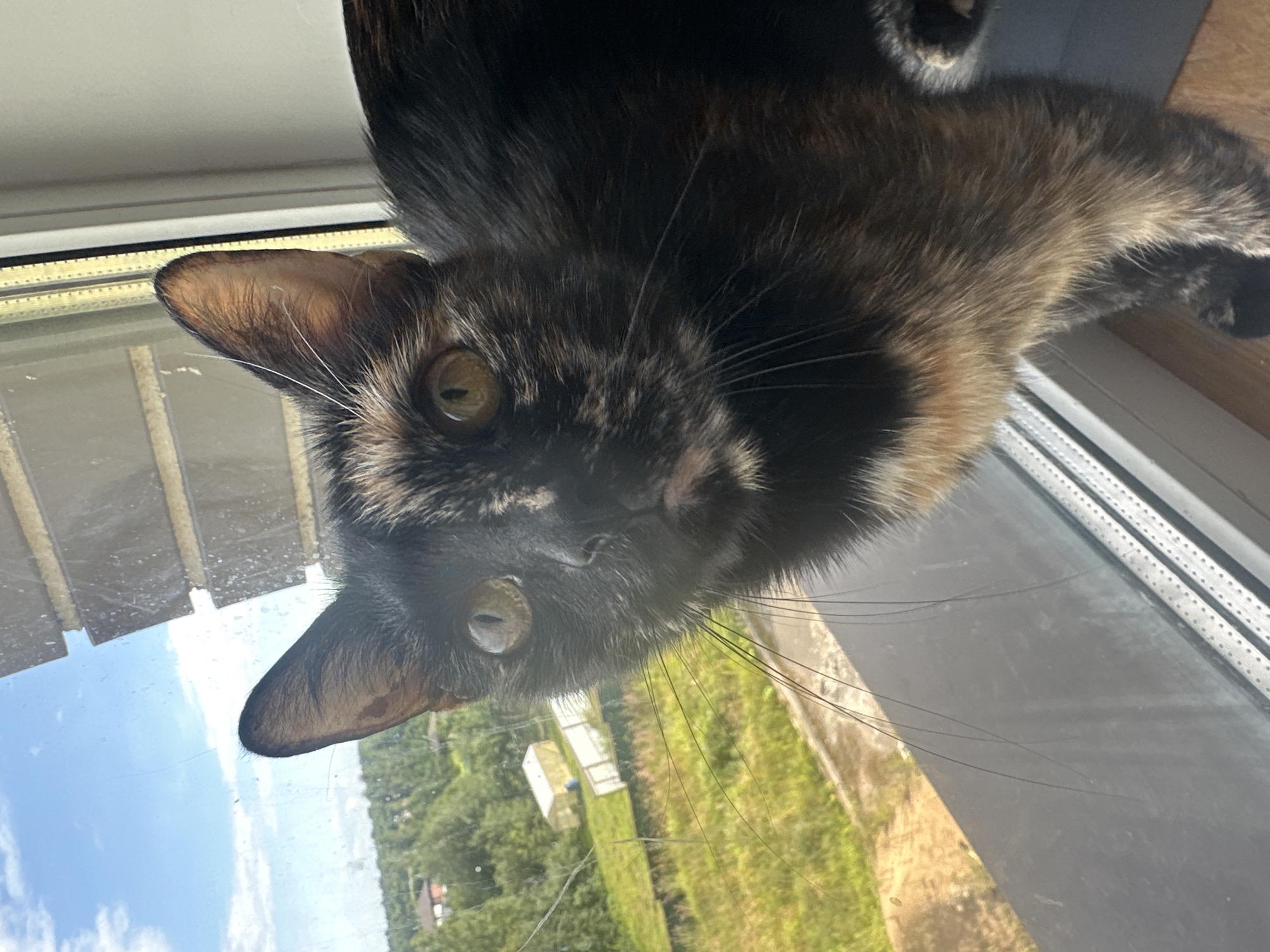 A tortoiseshell cat with green eyes and white whiskers peers out from a window. The cat is positioned on a window ledge, with its head and upper body visible. Behind the cat, a blurry green landscape with trees and some buildings can be seen under a bright blue sky with scattered white clouds. The window frame is also visible, with some dirt and smudges on the glass. The image appears to be taken indoors, looking out. The cat's fur is a mix of black, brown, and orange patches. Its ears are pointed, and its gaze is directed towards the viewer. The overall impression is of a domestic cat in a natural setting, likely observing the outside world. There is no information available regarding the specific location in the city of Virki, Russia.