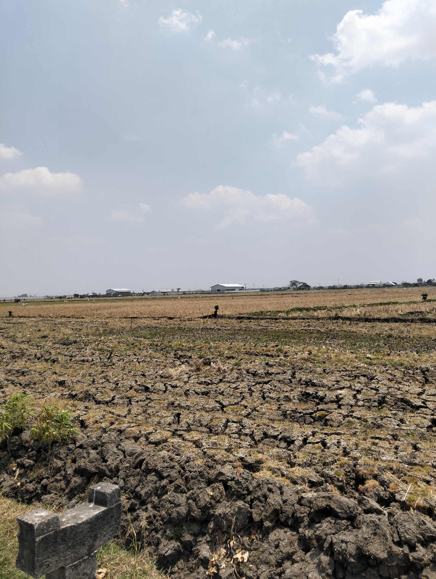 The image depicts a dry, cracked field under a partly cloudy sky in Botosengon, Indonesia. The foreground is dominated by dark, cloddy soil with sparse, dry vegetation and a small concrete structure on the left. The middle ground shows a vast expanse of a harvested field, characterized by dry, brown stubble and some scattered green vegetation. In the distance, several large, modern buildings with white roofs are visible, suggesting an industrial or agricultural facility. A few trees and utility poles are also scattered across the landscape. A lone figure, appearing as a small dark silhouette, is standing in the middle of the field. The overall impression is one of arid conditions and agricultural activity.