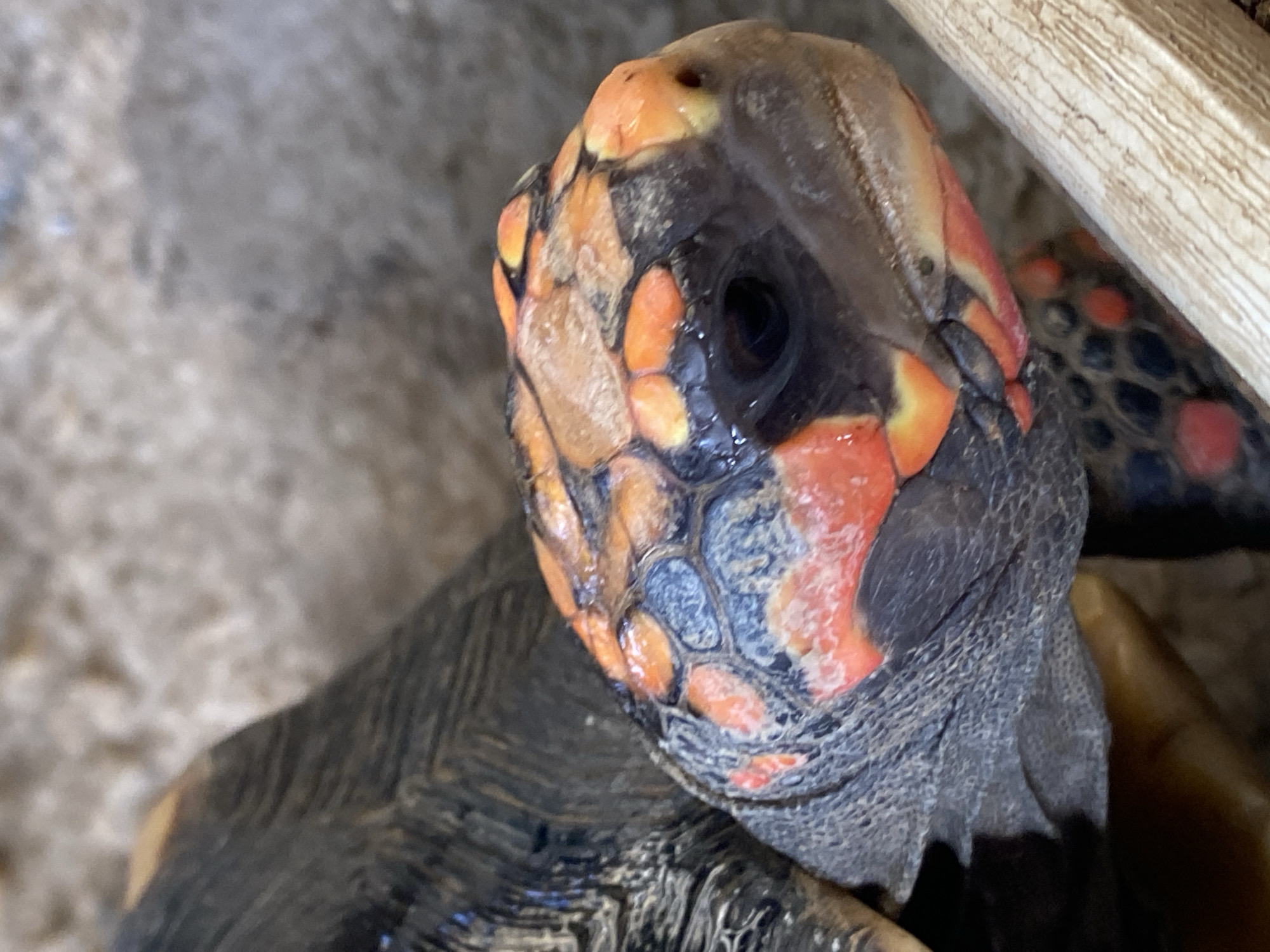 A close-up shows the head and neck of a red-footed tortoise. The tortoise has a dark gray neck with textured skin. Its head is marked with orange, black, and gray scales. The tortoise is near a gray concrete surface and a piece of wood. The location is Tinaquillo, Venezuela.