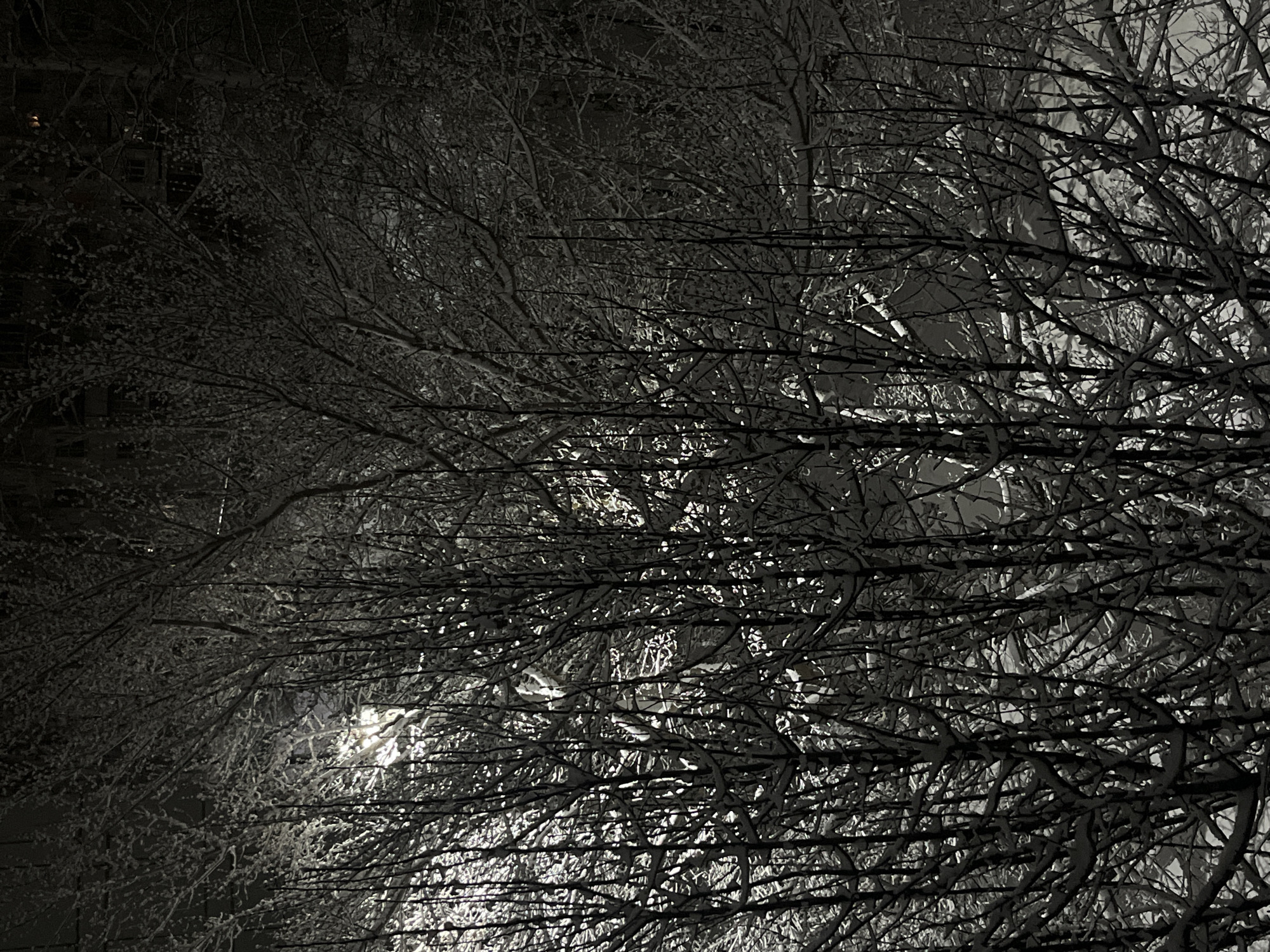 The image shows a dark, snowy scene in what appears to be Chaikovsky, Russia. The foreground is dominated by the dense, intertwined branches of trees, heavily laden with snow. A streetlight casts a diffused glow through the branches, illuminating the snow-covered limbs. In the background, there is a dark structure that appears to be a building. The general environment is urban, though the darkness obscures finer details. The scene suggests winter, quiet, and potentially nighttime.