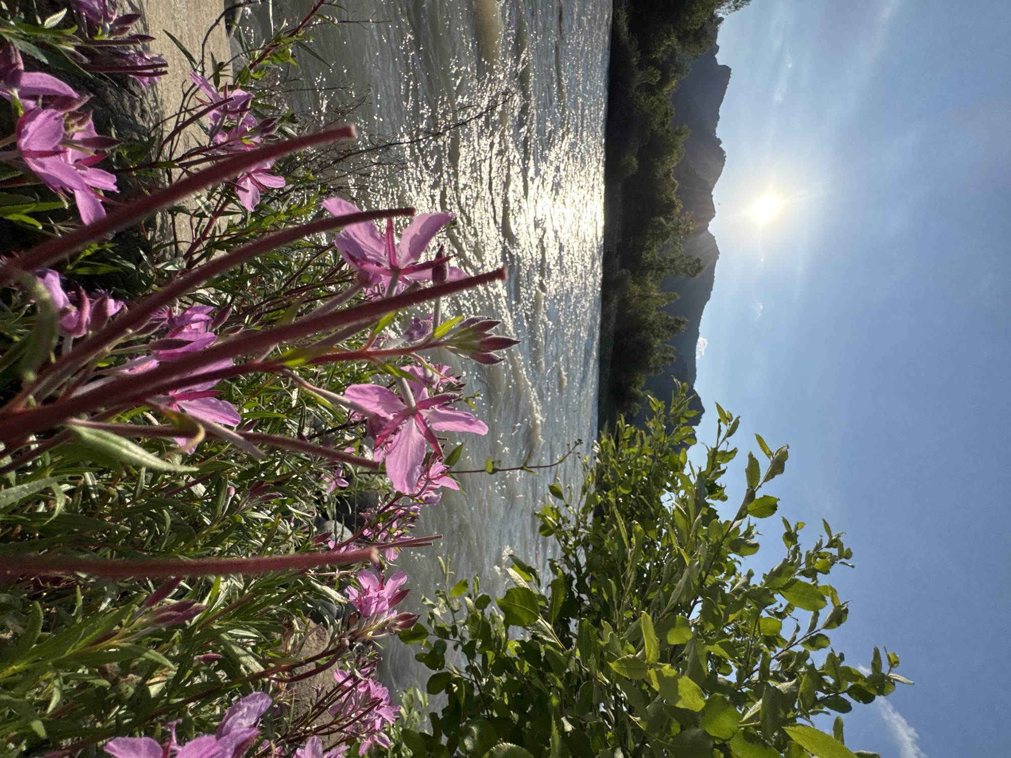 The image depicts a close-up view of pink wildflowers in the foreground, with a sun-drenched river flowing in the mid-ground. The river is flanked by green trees and hills in the background, under a clear blue sky with some wispy clouds. The sun's rays create a shimmering effect on the water's surface. The scene appears to be a natural landscape, likely in a mountainous region. Based on the prompt, the location is the city of Karachayevsk, Russia. No people or actions are visible in the image.
