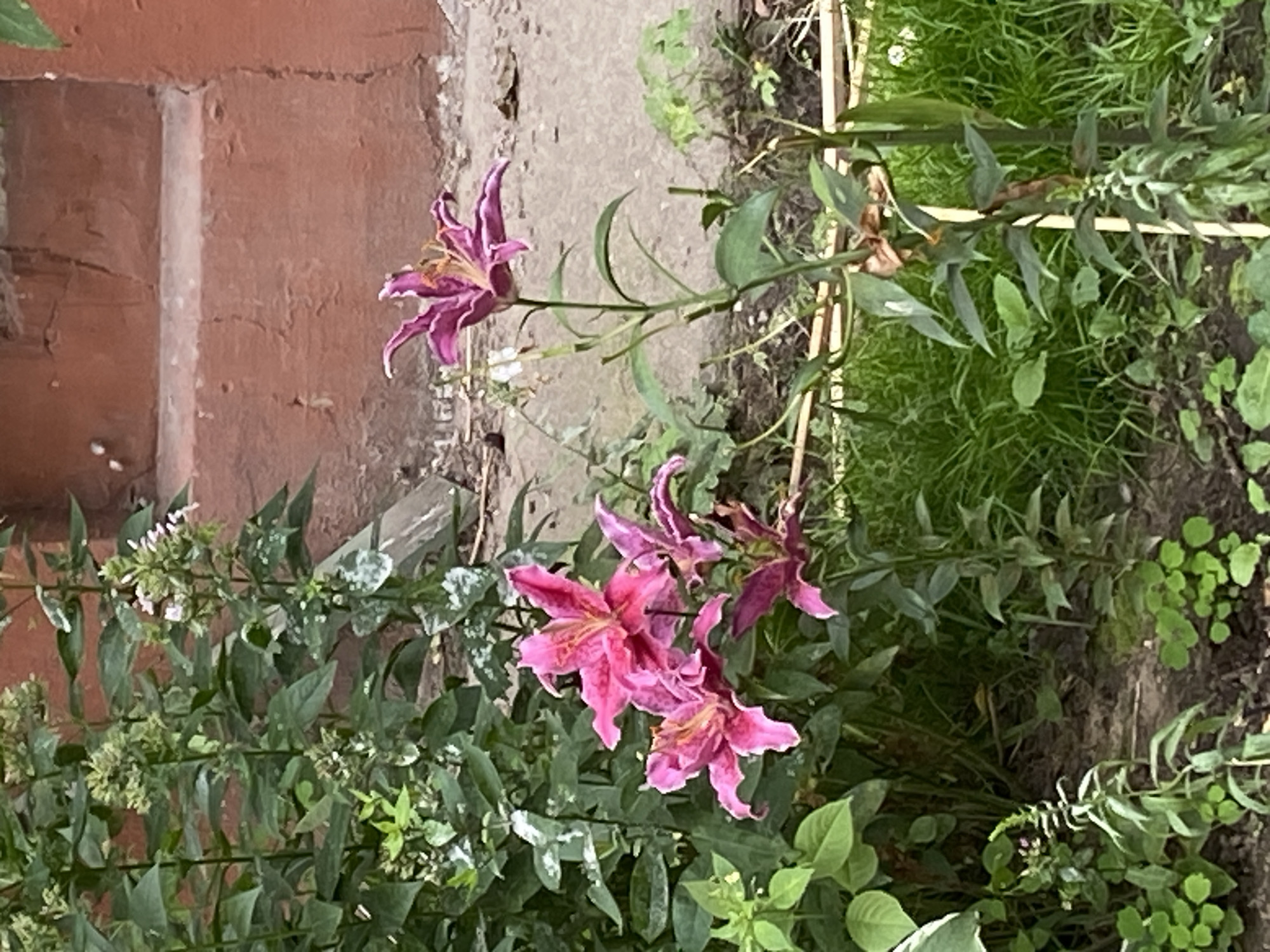 A cluster of vibrant pink lilies is in full bloom in a garden setting. The lilies are the main focus, with their large, intricate petals unfurling towards the viewer. To the left, a dense patch of dark green foliage provides a rich backdrop, creating a contrast with the bright flowers. In the background, a textured, reddish-brown wall, likely part of a building, adds a rustic element to the scene. The ground is a mix of soil and green grass, suggesting a natural outdoor environment. The overall impression is one of natural beauty and flourishing plant life within an urban context, potentially a garden in Ivanteyevka, Russia.
