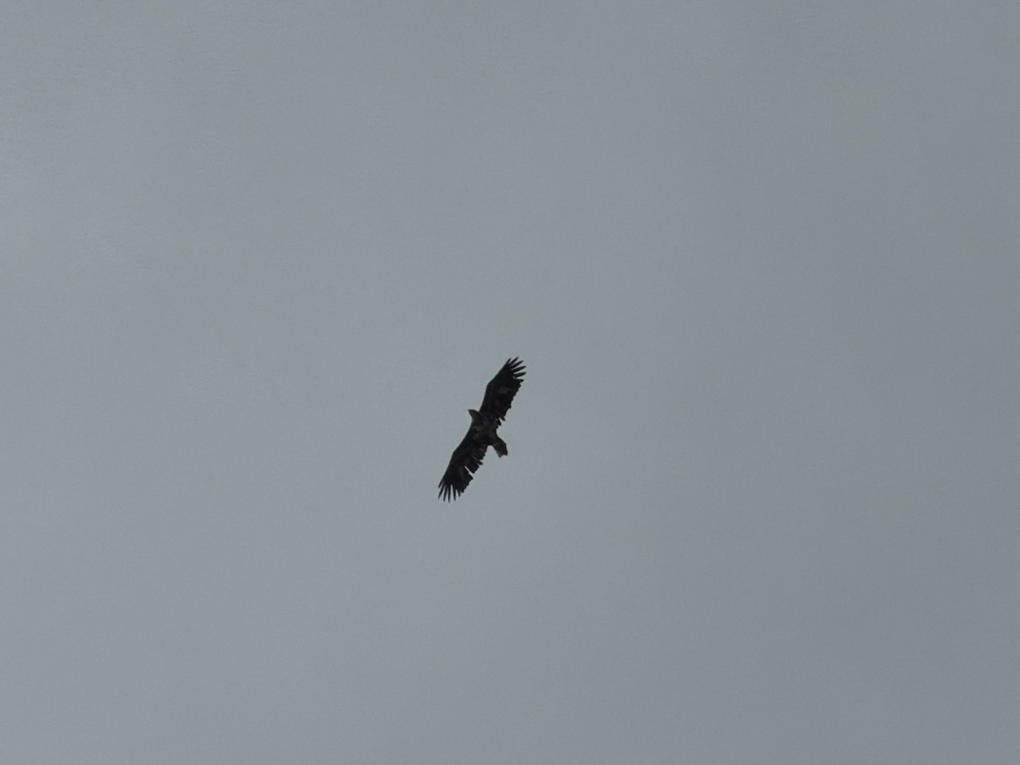 A bird with outstretched wings is flying in the sky. The sky is overcast and grey. The exact species of the bird is unclear, but its silhouette suggests it could be a raptor like an eagle or a hawk. The location is unknown and it is difficult to ascertain its location in the city of Chaikovsky, Russia.