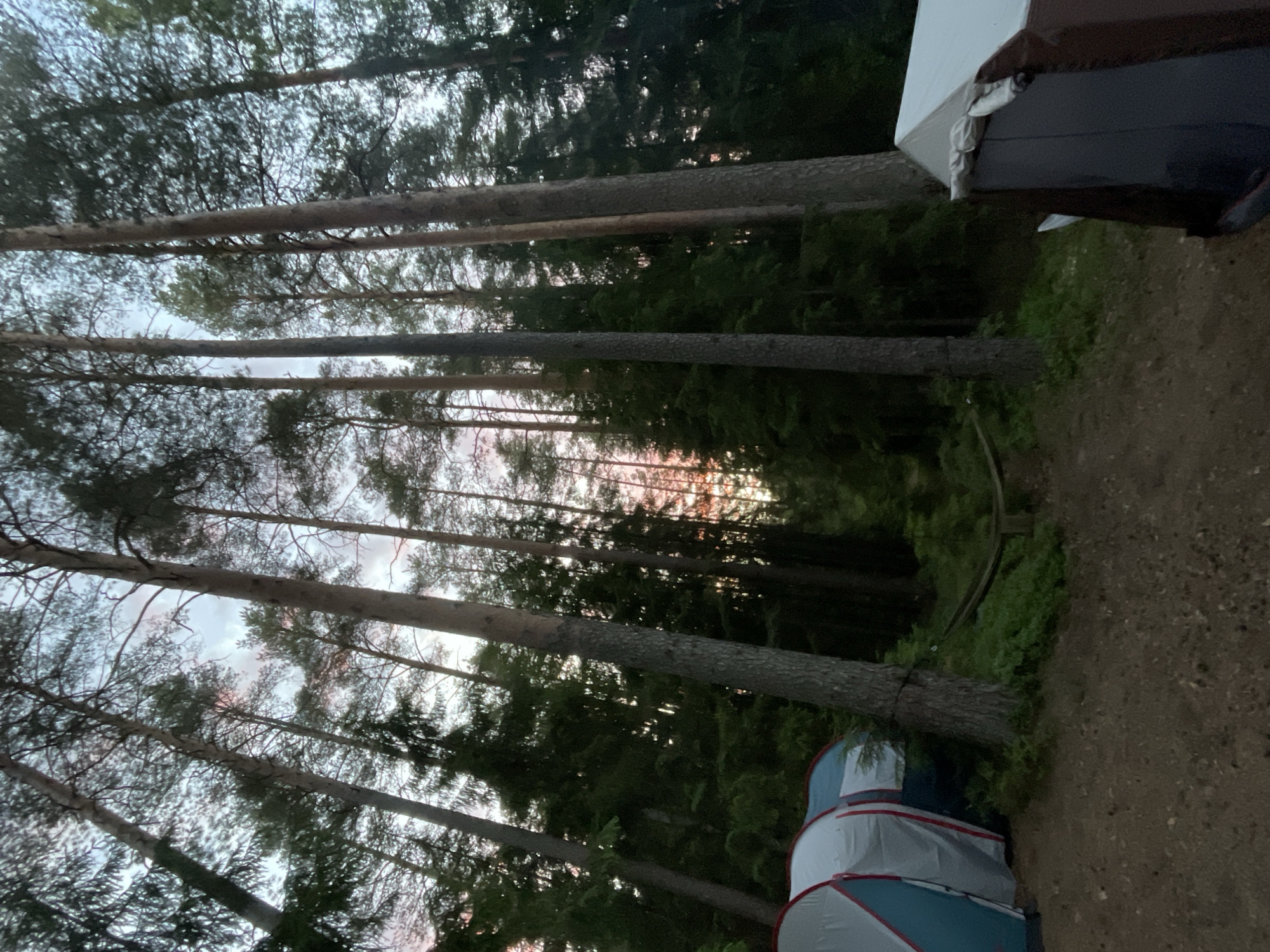 This image depicts a campsite in the city of Roshchino, Russia, likely during dusk. The foreground shows a campsite with several tents, including a blue and white tent on the left and another structure partially visible on the right. The tents are set up on a dirt and pine needle-covered ground. In the background, a dense forest of tall pine trees dominates the scene. The sky above the trees exhibits a soft, diffused light, suggesting the sunset or sunrise with hints of pink and orange hues. A hammock is visible strung between two trees in the middle ground. The overall atmosphere is serene and indicative of an outdoor recreational setting.