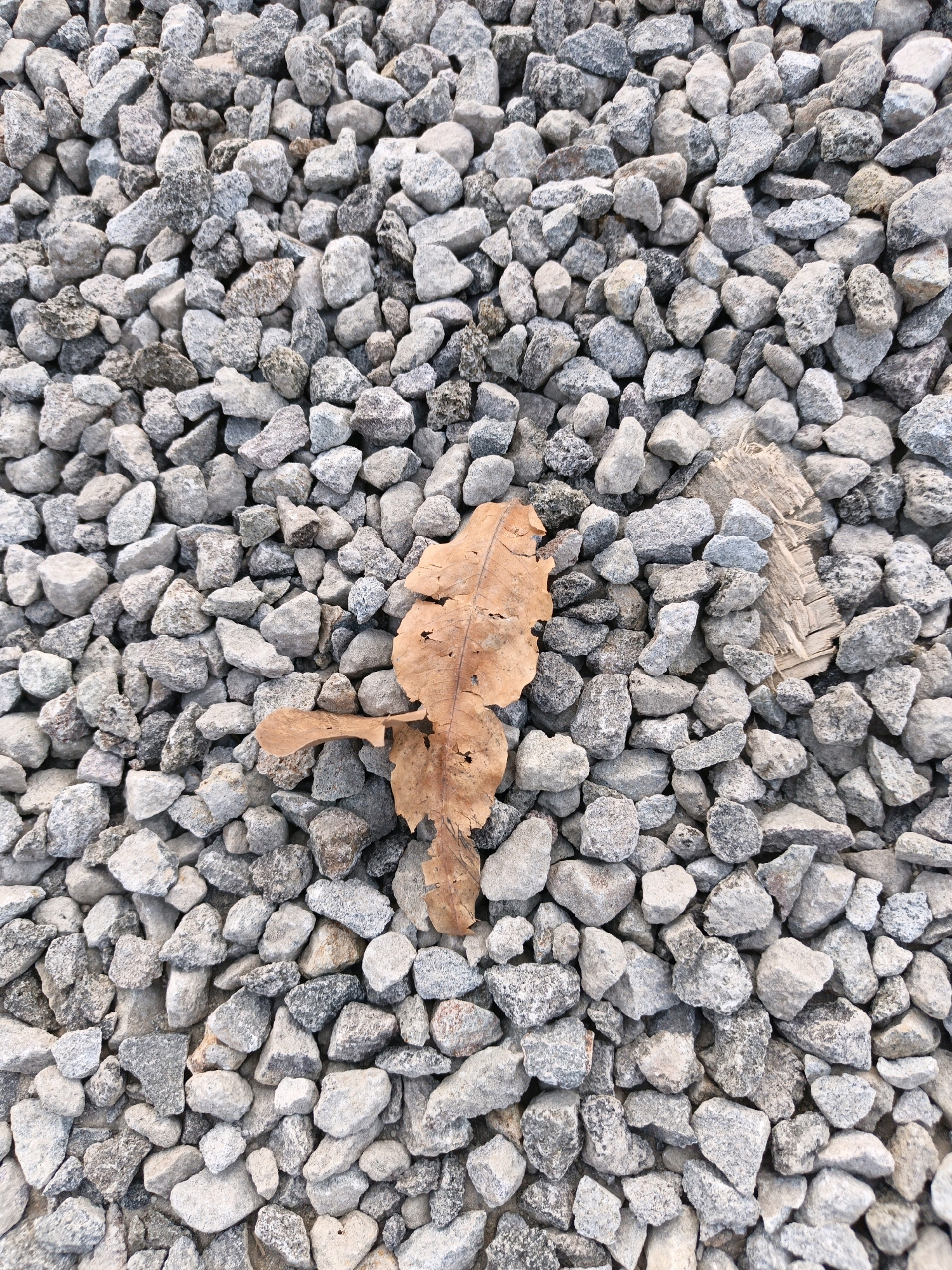 A dry, brown leaf rests on a bed of gray and white gravel. The gravel is of various sizes and shapes, with some pieces appearing to be broken or chipped. The leaf is somewhat brittle and has several holes and tears, indicating its age and exposure to the elements. There is also a small piece of light-brown, textured material, possibly wood or cardboard, visible beneath the gravel in the upper right portion of the image. The scene is an outdoor environment, likely a pathway or ground covering in a public space within Klaten, Indonesia. No people or animals are present in the image, and no actions are being depicted.
