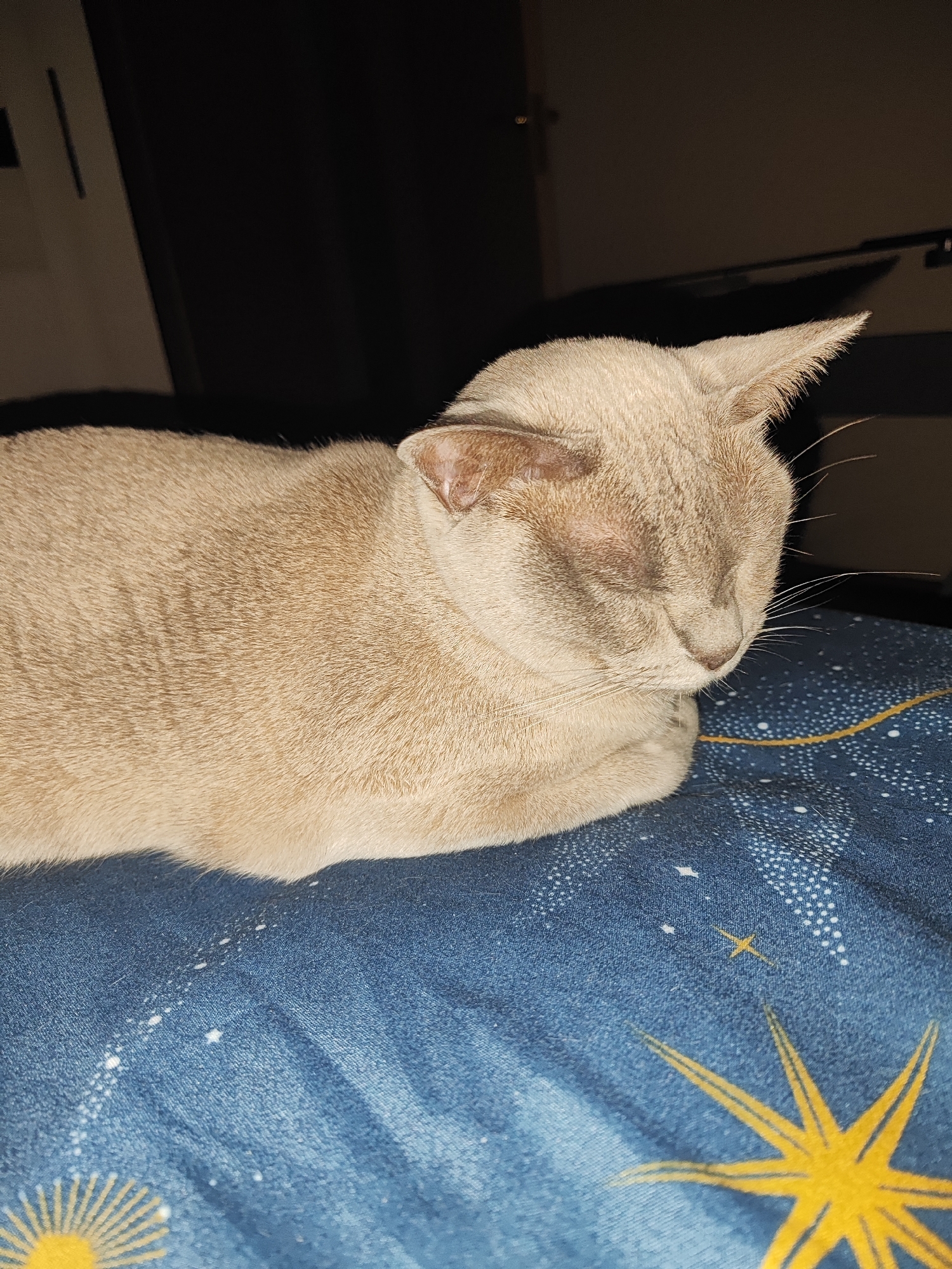 A light tan cat is lying on a blue blanket with a celestial pattern. The cat has its eyes closed and its head is tilted slightly down. The blanket is covered in white dots resembling stars, and there are also yellow starbursts visible. The background is dark, with some light illuminating the cat from the side.