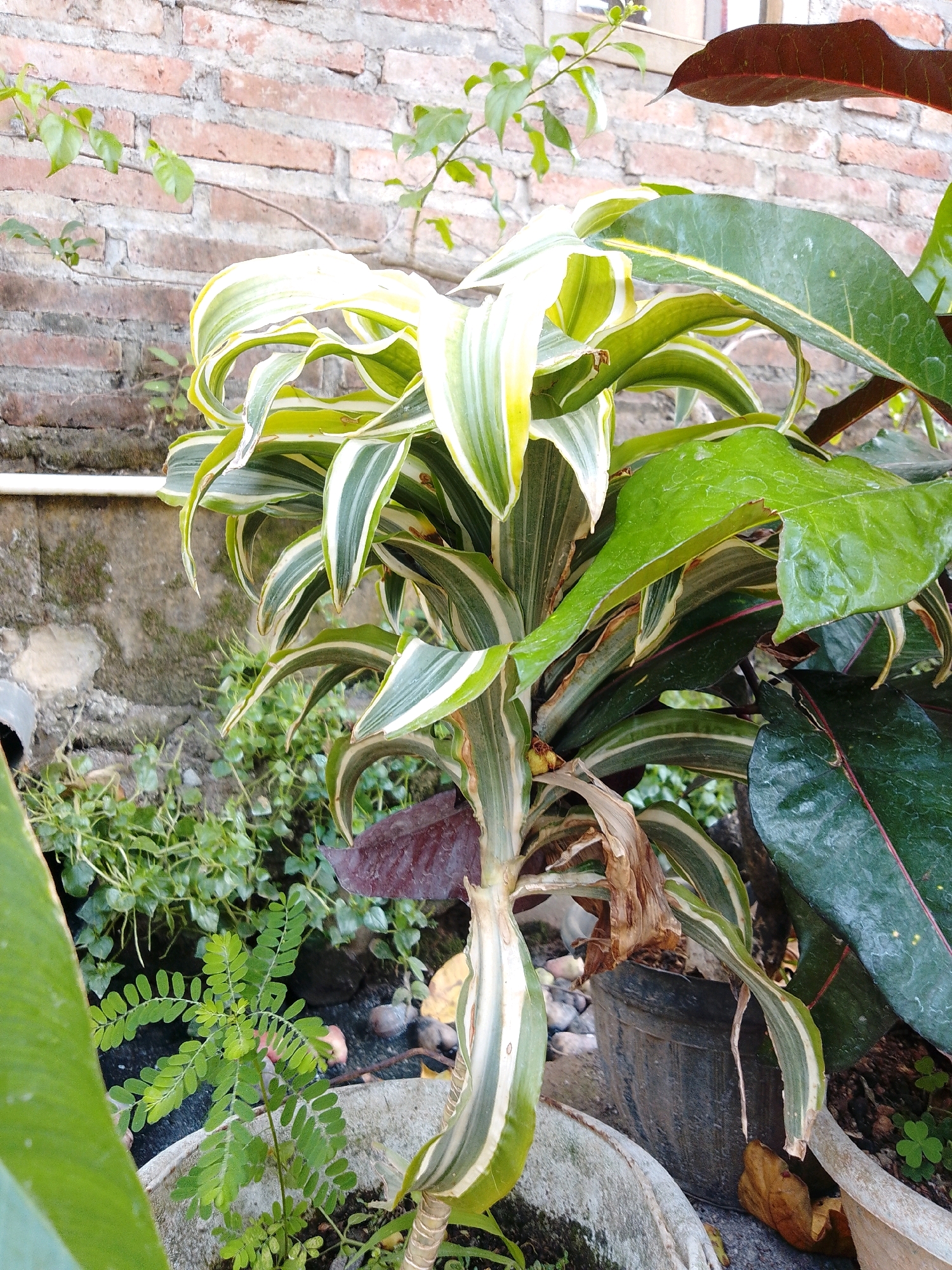 This image depicts an outdoor scene, likely a garden or courtyard, in Cikal, Indonesia. The primary subject is a variegated Dracaena plant with long, striped leaves of green and white, some of which are curling and appear somewhat dry. The plant is in a dark, weathered pot. Behind the plant, a wall constructed of red brick is visible, showing signs of age and some moss growth. To the left of the Dracaena, a white pipe runs horizontally along the lower part of the brick wall. In the foreground and to the right, other green plants are visible, some with larger, glossy leaves and others with smaller, more delicate foliage. The ground appears to be covered with small stones and fallen leaves. The overall impression is one of an established outdoor plant collection, potentially in a residential setting.