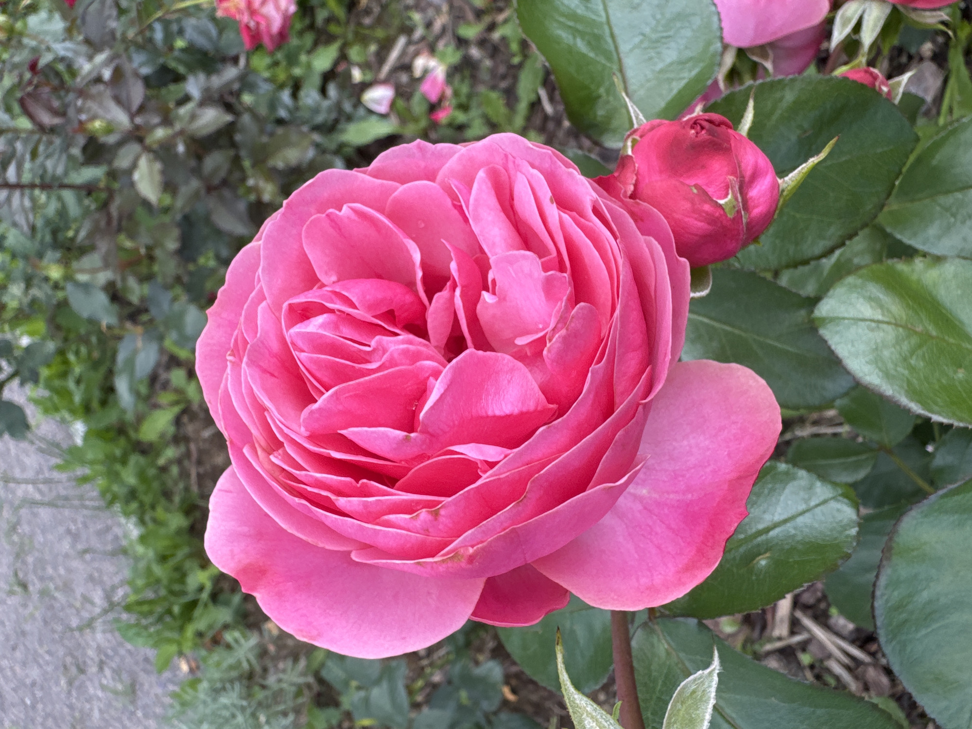 A close-up, eye-level, outdoor shot focuses on a large, vibrant pink rose in full bloom. The rose's petals are tightly layered, creating a ruffled, voluminous appearance. A smaller, closed pink rose bud is positioned to the right and slightly below the main bloom, nestled amongst lush green leaves. The background is softly blurred, showing more greenery, the dark branches of rose bushes, and a patch of grey gravel with scattered fallen pink petals. The scene appears to be a garden setting, possibly in Steklyannyi, Russia, given the context.