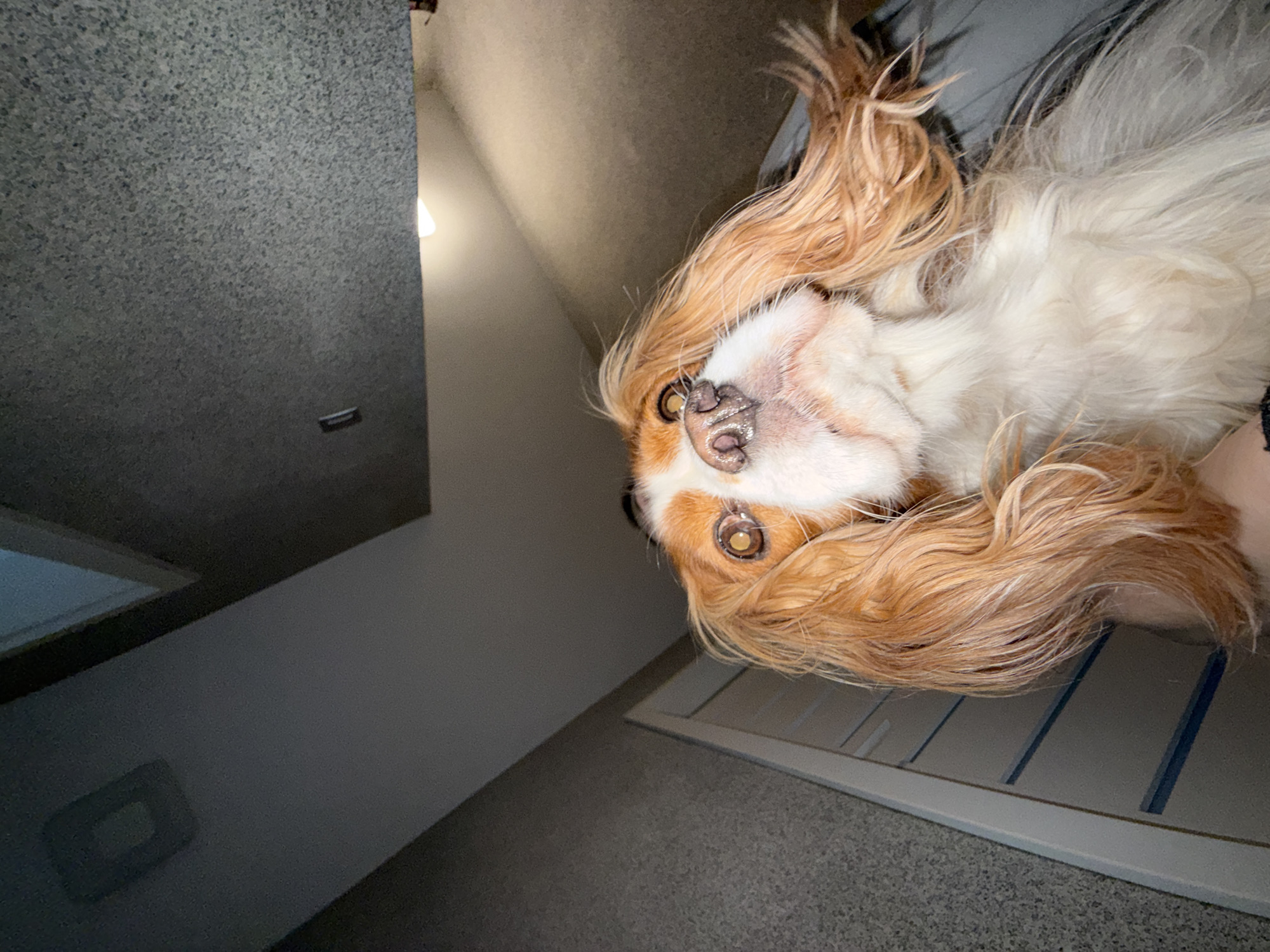 The image features a Cavalier King Charles Spaniel dog looking directly at the camera with its head upside down. The dog has brown and white fur, and its face is close to the lens. The background includes a light-colored carpet, a white piece of furniture with vertical lines, and a gray wall with a light switch. The location in Sofia, Bulgaria cannot be determined from the image.