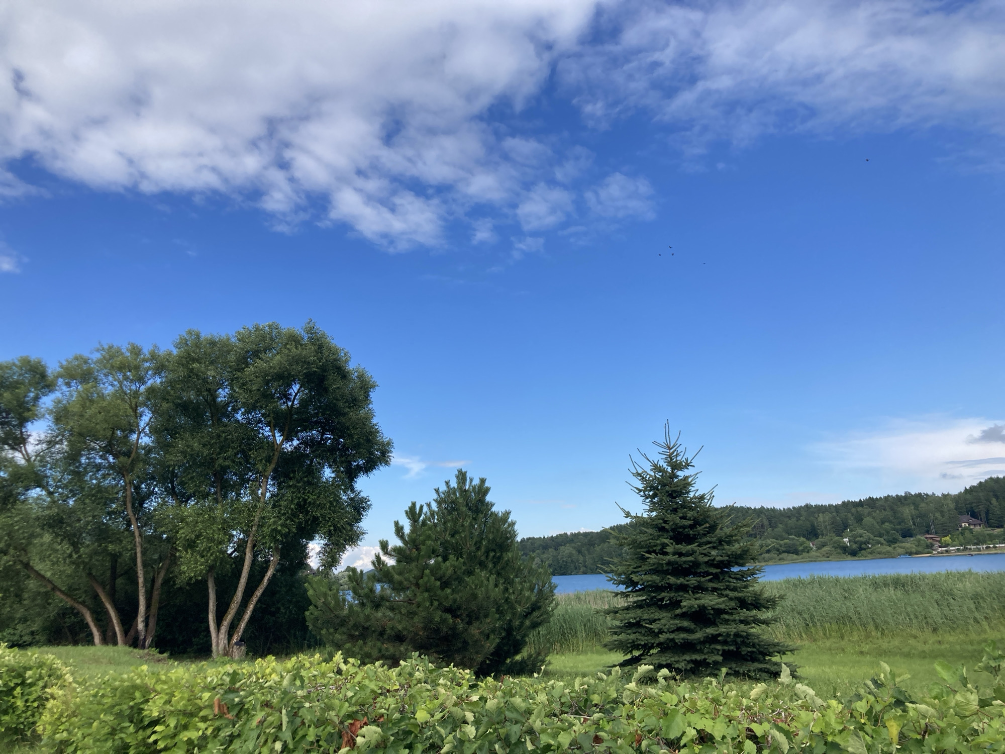 The image depicts a serene natural landscape under a bright blue sky with scattered white clouds. In the foreground, dense green foliage forms a natural barrier. Behind this, several trees stand, including a cluster of deciduous trees with light-colored trunks and a prominent evergreen tree to the right. Beyond the trees, a wide expanse of calm blue water is visible, bordered by a dense line of tall green reeds. The background features a lush, dark green forest covering rolling hills. Small, dark figures, appearing to be birds, are scattered in the upper right portion of the sky. The scene is likely situated in or near Astrashitskagaradokski rural council, Belarus, given the typical vegetation and terrain associated with the region. There are no people visible in the image.