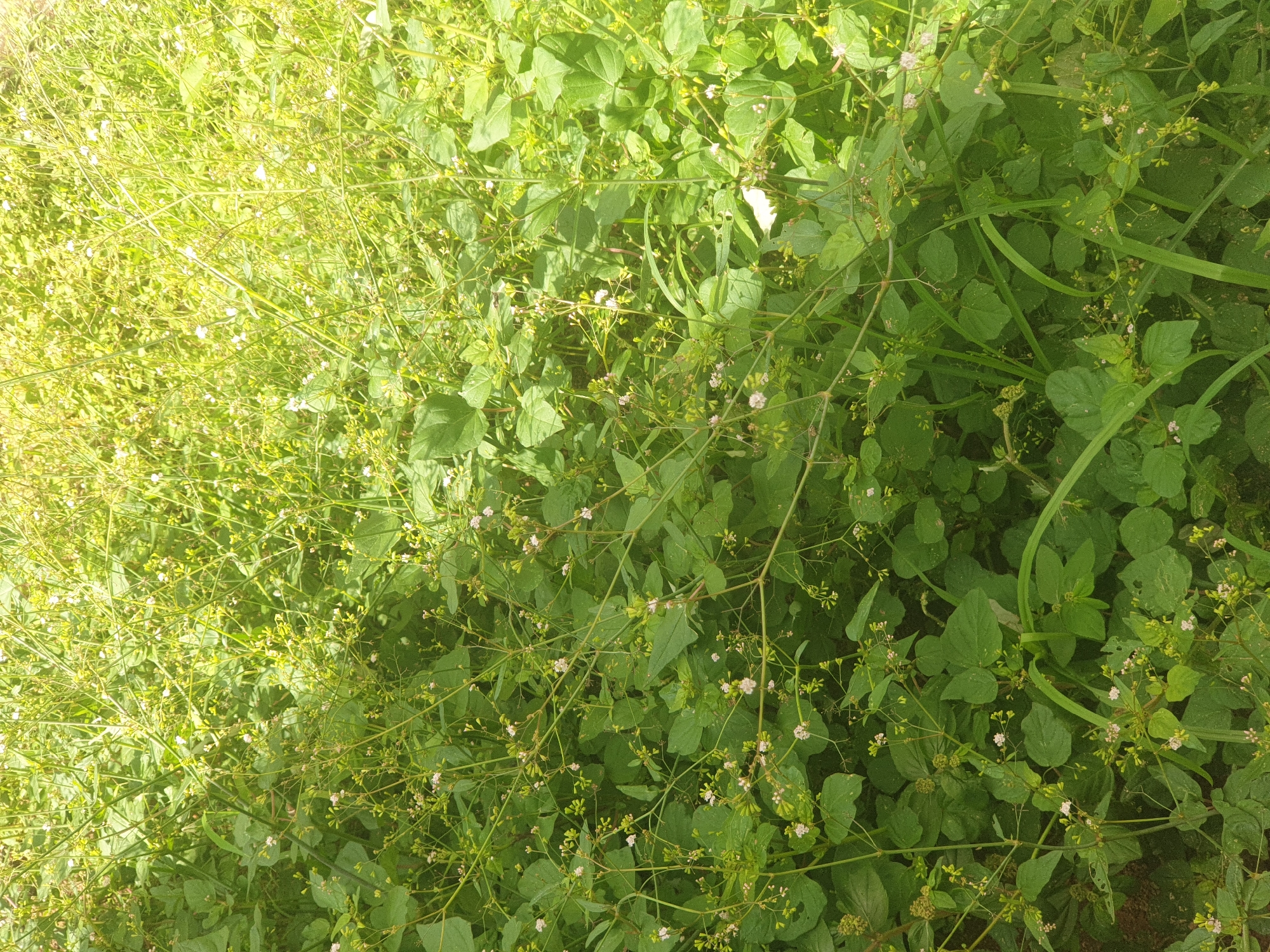 The image shows a dense patch of green vegetation, primarily consisting of broad-leafed plants and some thinner, vine-like plants with small white flowers. The foliage is lush and appears to be growing wild, suggesting an uncultivated area. The lighting indicates it is daytime, with sunlight filtering through the leaves, creating bright spots and shadows. Based on the context provided, this scene is located in the city of Jalingo, Nigeria. There are no people, animals, or man-made objects visible in the frame.
