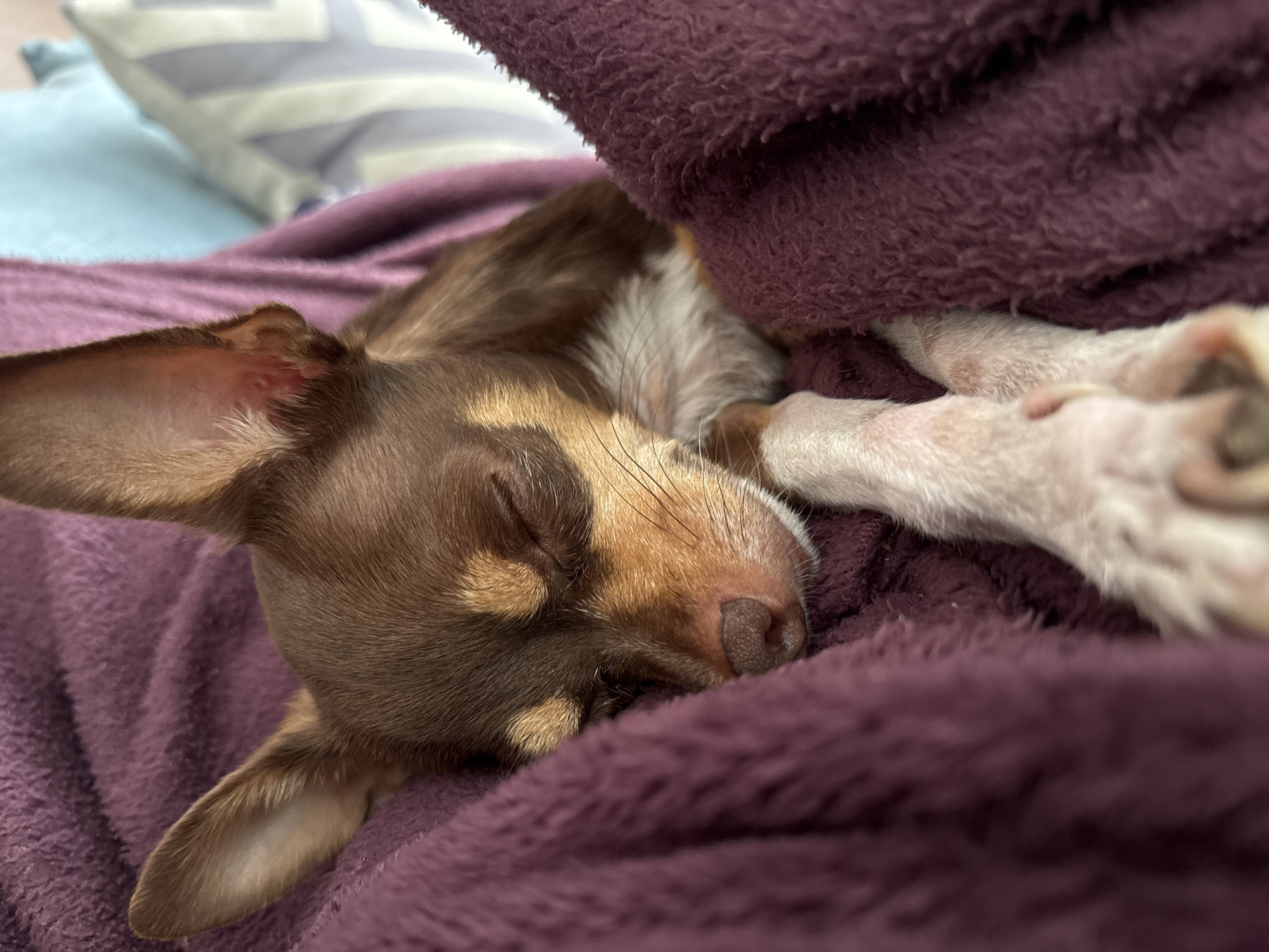 A brown and white Chihuahua is sleeping nestled in a purple blanket. A patterned pillow is partially visible in the background. The image does not contain the location in the city of Puebla, Mexico.
