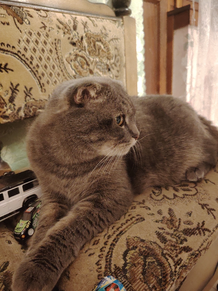 A gray Scottish Fold cat lounges on an ornate, patterned chair. The cat's eyes are focused to the right, and its whiskers are prominent. Its short ears are folded forward. Toy cars are situated near the cat's front paws on the chair's surface. The chair's backrest features an intricate design. A window and part of a wooden frame are visible in the background.