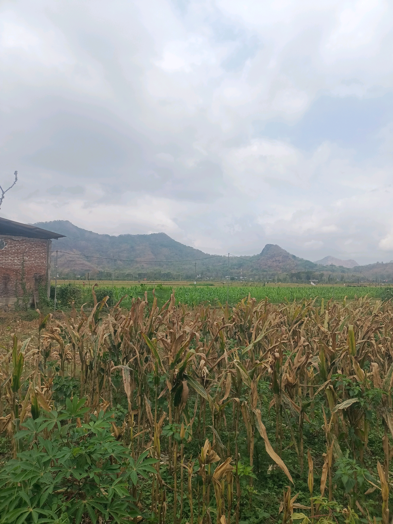 The image depicts a rural landscape, likely in or near the city of Trenggalek, Indonesia, characterized by agricultural fields and rolling hills. In the foreground, a field of dry, brown corn stalks dominates the scene, interspersed with patches of vibrant green foliage, possibly cassava plants. To the left, a section of a rustic brick building is visible, suggesting a farmhouse or storage structure. Beyond the immediate fields, a vast expanse of green crops stretches towards a backdrop of undulating hills, their slopes covered in vegetation. The sky above is overcast, with diffused light illuminating the scene. The overall impression is one of rural agricultural activity under a cloudy sky.