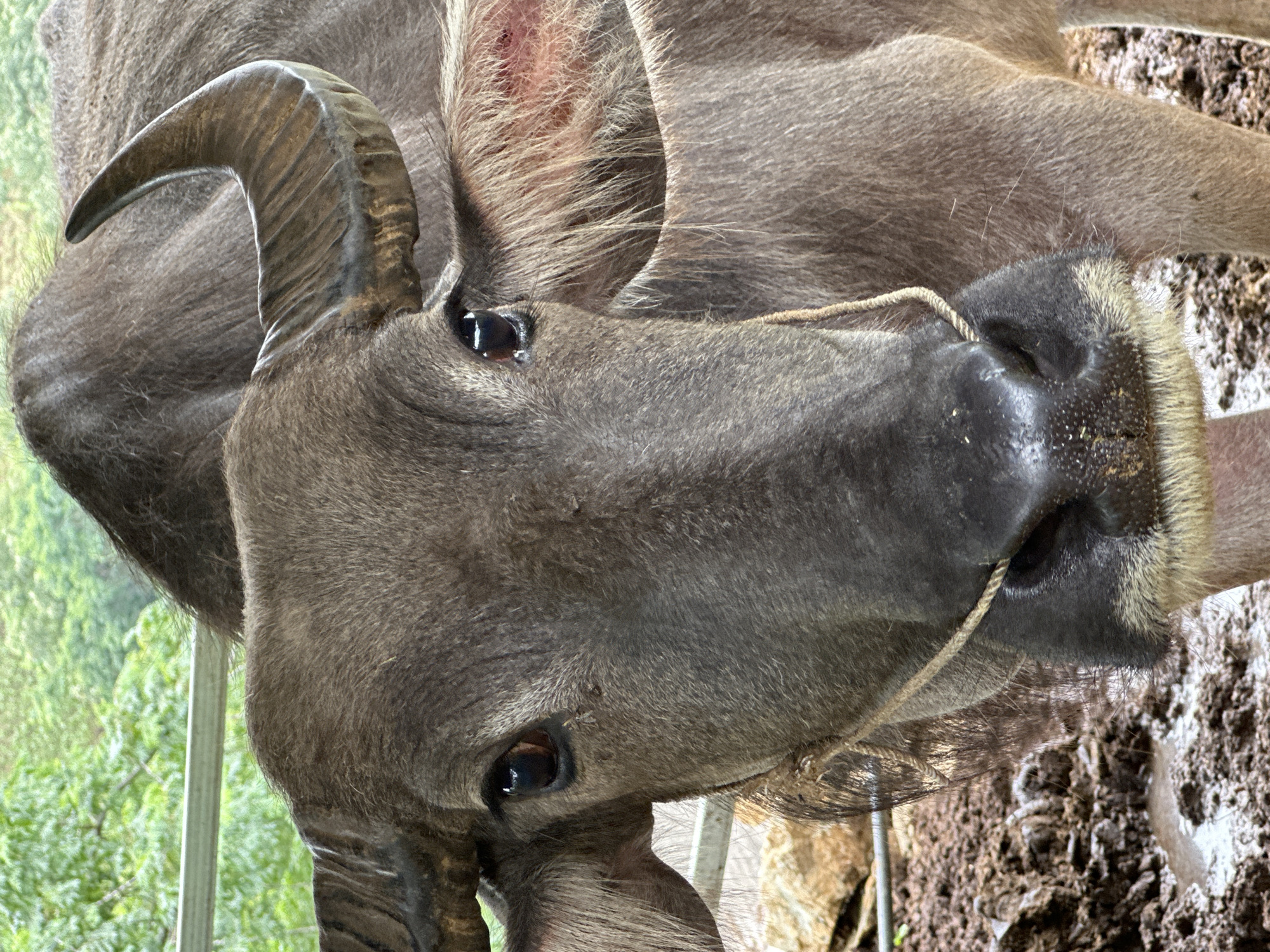 A domestic water buffalo stands in a close-up, frontal view at Dế Xu Phình, Vietnam. The animal, predominantly dark gray-brown with short, coarse fur, fills the majority of the frame. Its large head features dark, reflective eyes looking directly forward, with several small flies visible near the right eye. A prominent, dark, ridged horn curves upward and backward on the animal's right side. The snout is dark and moist, displaying visible pores, and a light-colored rope extends diagonally across the lower face, suggesting a tether. A reddish patch of skin is visible inside the left ear. The buffalo stands on dark, muddy ground with puddles in the foreground. A horizontal metal rail or fence bar is visible behind the animal's neck, and a dense, out-of-focus backdrop of green foliage indicates trees or vegetation.