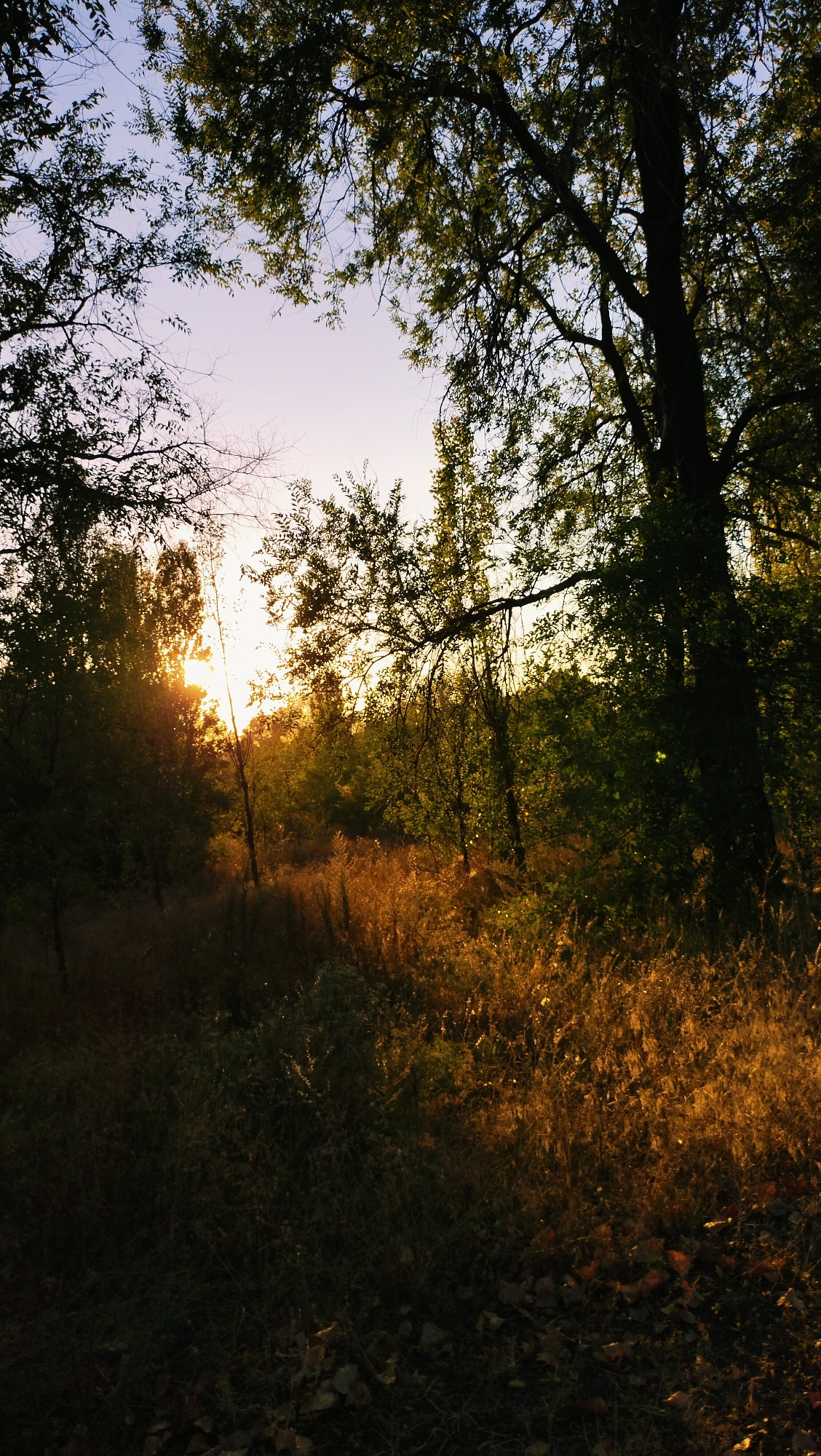 The image depicts a natural outdoor scene, likely a park or wooded area, bathed in the warm light of either sunrise or sunset. Tall trees with lush green foliage frame the upper portion of the image, creating a canopy. The sun is visible through the trees, casting long rays of light that illuminate the dry, golden-colored grass and undergrowth in the foreground and mid-ground. The ground is partially covered with fallen leaves, indicating an autumn or late summer season. The sky transitions from a pale blue at the top to a soft pinkish hue near the horizon, where it meets the treeline. The overall impression is one of natural beauty and tranquility, with the light creating a dramatic and atmospheric effect. There are no people or man-made structures visible in the image. The specific location within Horishni Plavni, Ukraine, cannot be determined from the visual information alone.