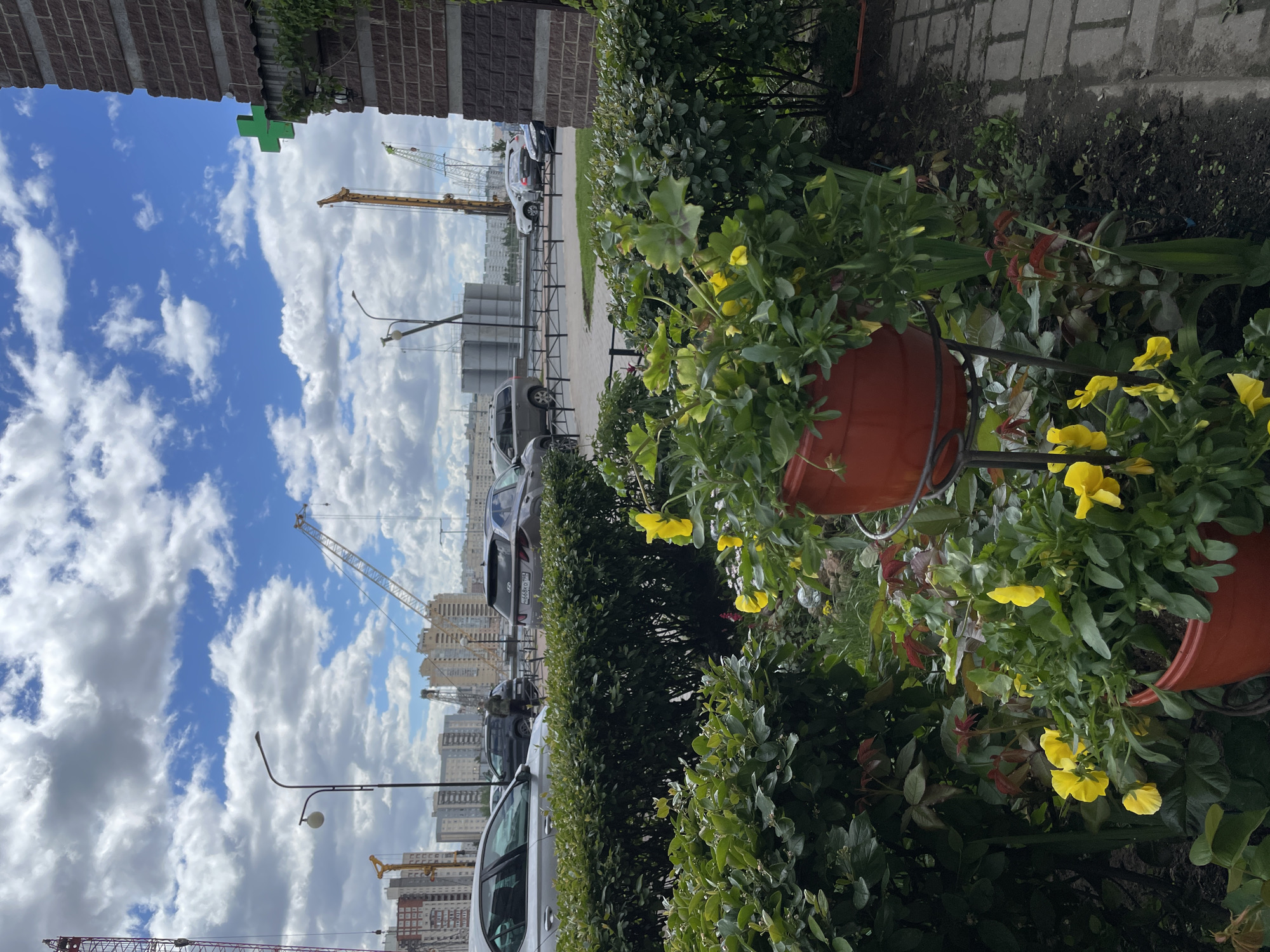 The scene presents a residential area in Saint Petersburg, Russia, characterized by a mix of new construction and landscaping. In the foreground, there are flower pots with yellow flowers arranged along a manicured hedge, suggesting an intentional aesthetic element integrated into the urban environment. Beyond this immediate area, a row of parked cars line the street, indicating residential parking.
In the background, a construction site is visible, featuring multiple cranes and newly erected buildings, reflecting ongoing urban development in the city. The sky is partly cloudy, with patches of blue sky interspersed with white clouds, casting a soft light across the scene. The overall environment suggests a typical modern urban landscape in Saint Petersburg, where residential living coexists with ongoing construction and city development.