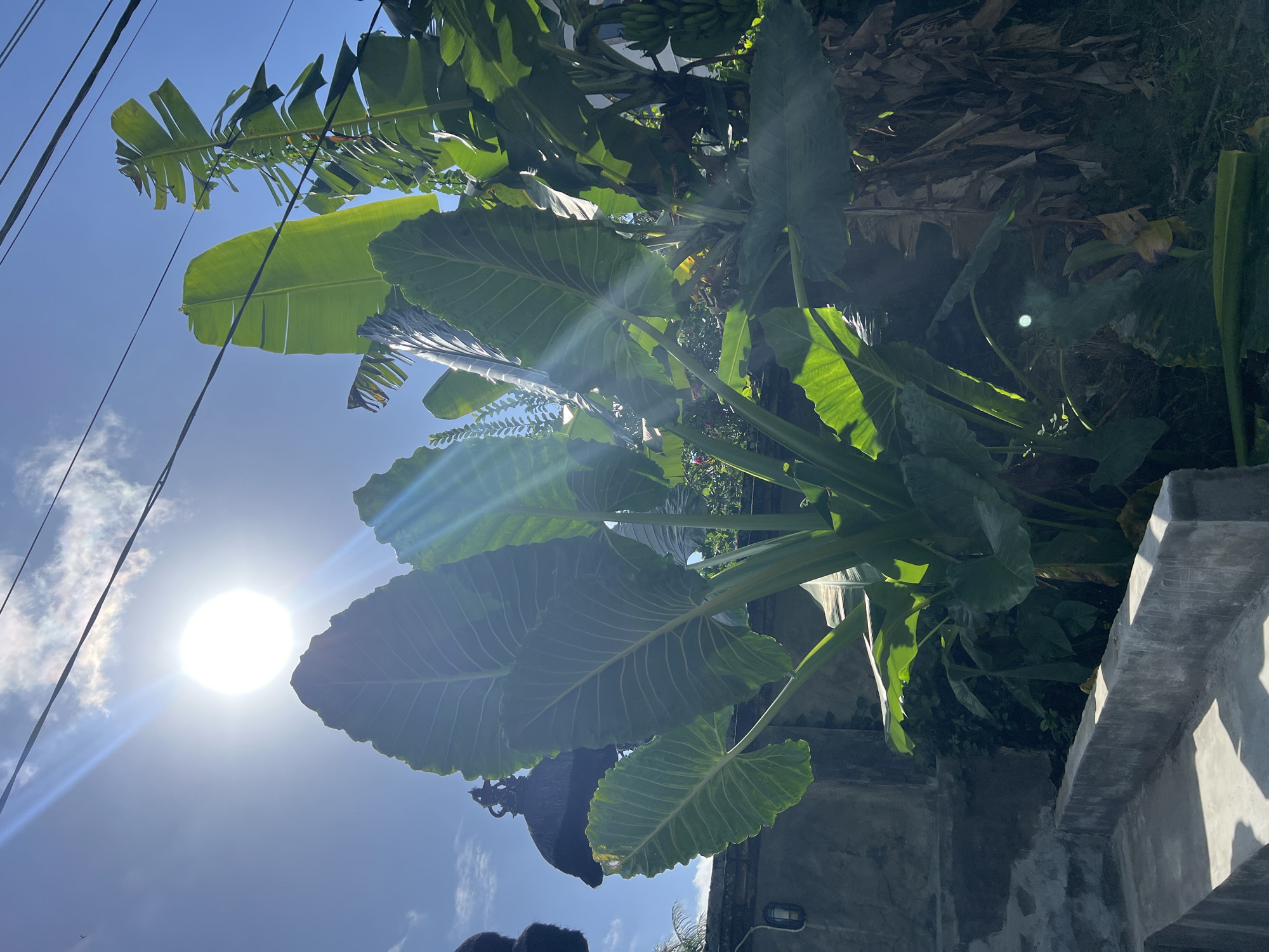 A low-angle shot captures a sunny sky partially obscured by lush tropical foliage. The sun, positioned in the lower left, casts bright rays across the scene. The upper portion of the frame is filled with green leaves of varying shapes and sizes. Power lines intersect the sky in the upper left corner. A partial view of a concrete structure appears at the bottom right. The image suggests a location in a tropical or subtropical environment. Based on the information, it is located in the Ubud District, Indonesia.
