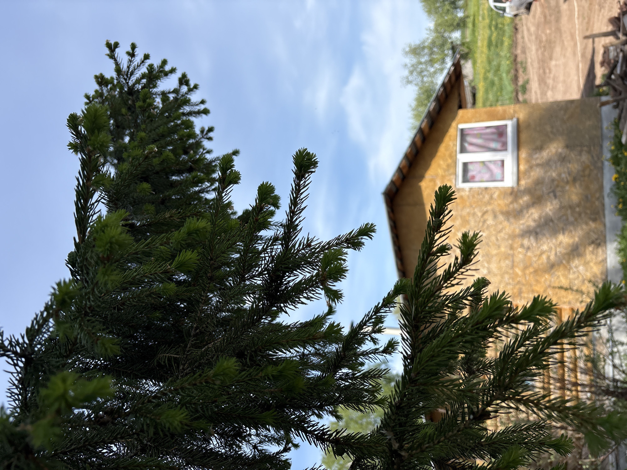 A low-angle shot reveals a small, yellow-sided building framed by evergreen trees. The building features a white-framed window with pink-patterned curtains. A patch of green grass is visible behind the building. The sky above is light blue with wispy white clouds. The location is not explicitly stated within the image but presumed based on the prompt to be Nizhnyaya Chermoda, Russia. There are no people visible in the image, and the focus is primarily on the natural and architectural elements of the scene.