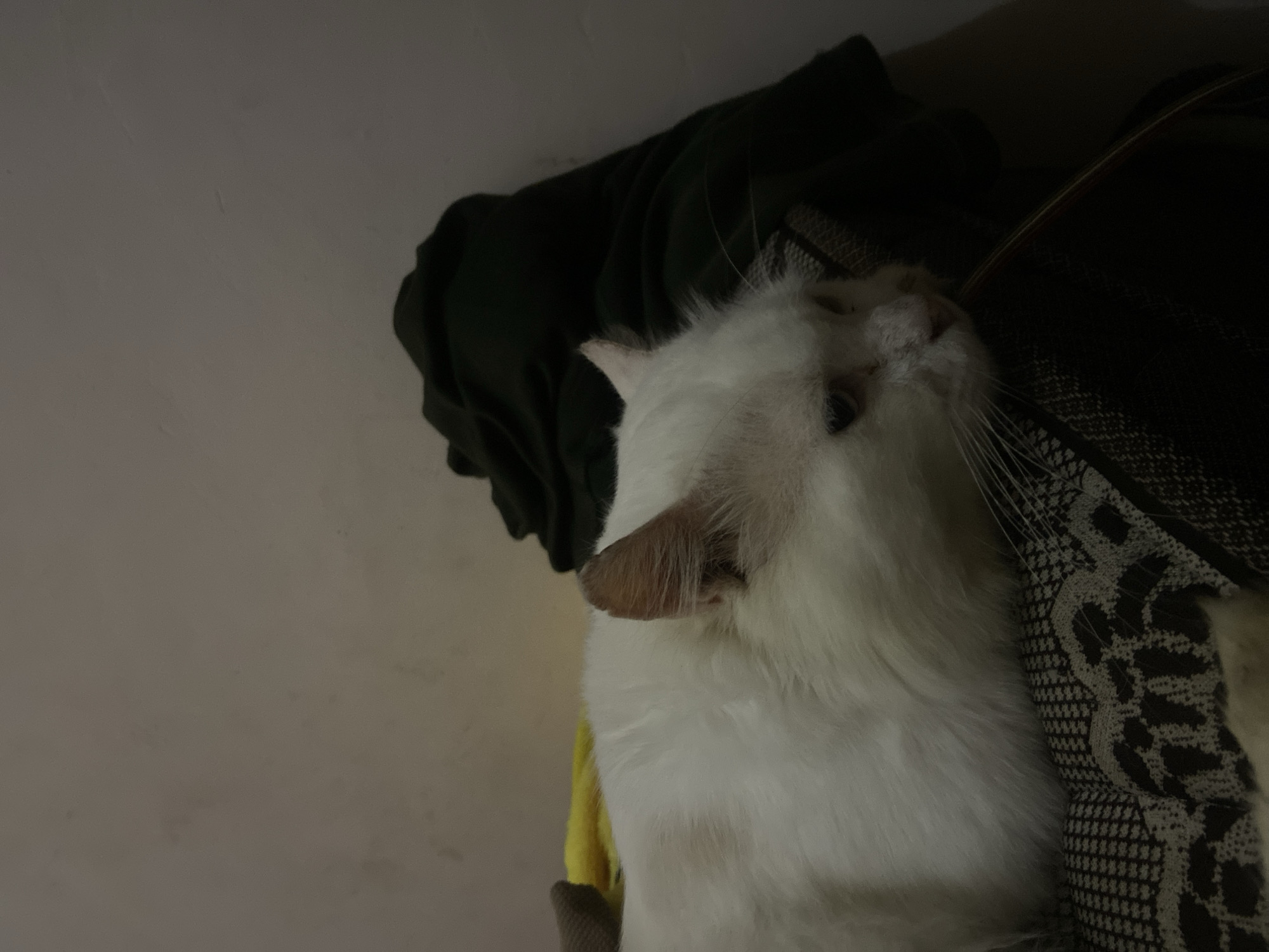 In the city of Girijaya, Indonesia, a white cat with fluffy fur is resting on a patterned surface. The cat is lying down, with its head turned to the right, looking towards the viewer. Its eyes are open, and its ears are perked up. A dark green garment is visible behind the cat, partially covering its body. The background appears to be a plain, light-colored wall. The overall lighting suggests an indoor setting, possibly in a home.