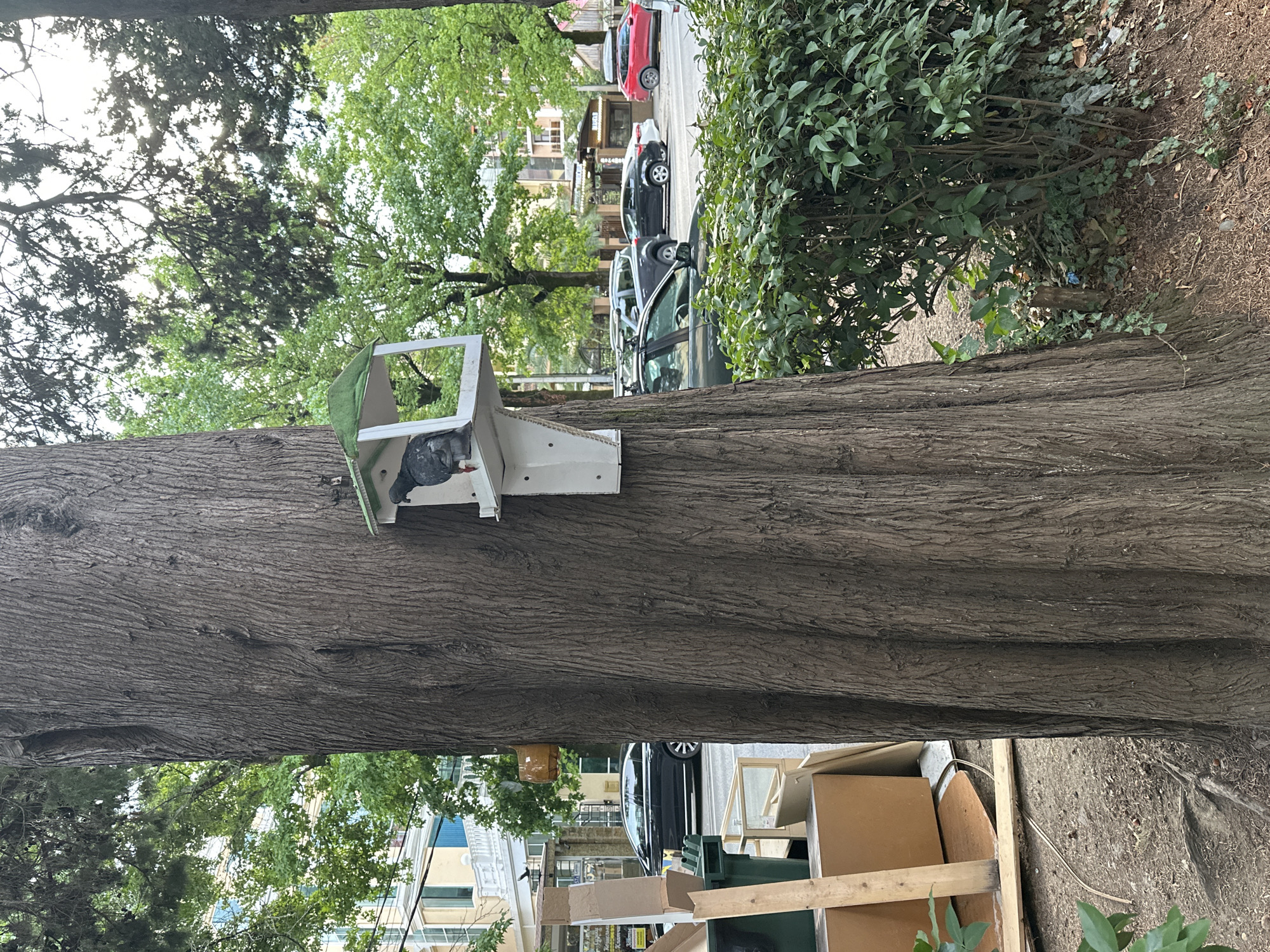 The image shows a pigeon perched on a bird feeder attached to a large tree trunk. The bird feeder is white with a green roof and is mounted on the side of the tree. In the background, there are more trees, some buildings, and parked cars on a street. The environment appears to be an urban park or street in Sochi, Russia. The ground is covered with dirt, leaves, and some roots are visible. To the left of the tree, there are some discarded cardboard boxes and a green trash bin, suggesting a somewhat unkempt area. The lighting suggests it is daytime, possibly late afternoon given the angle of the sun.
