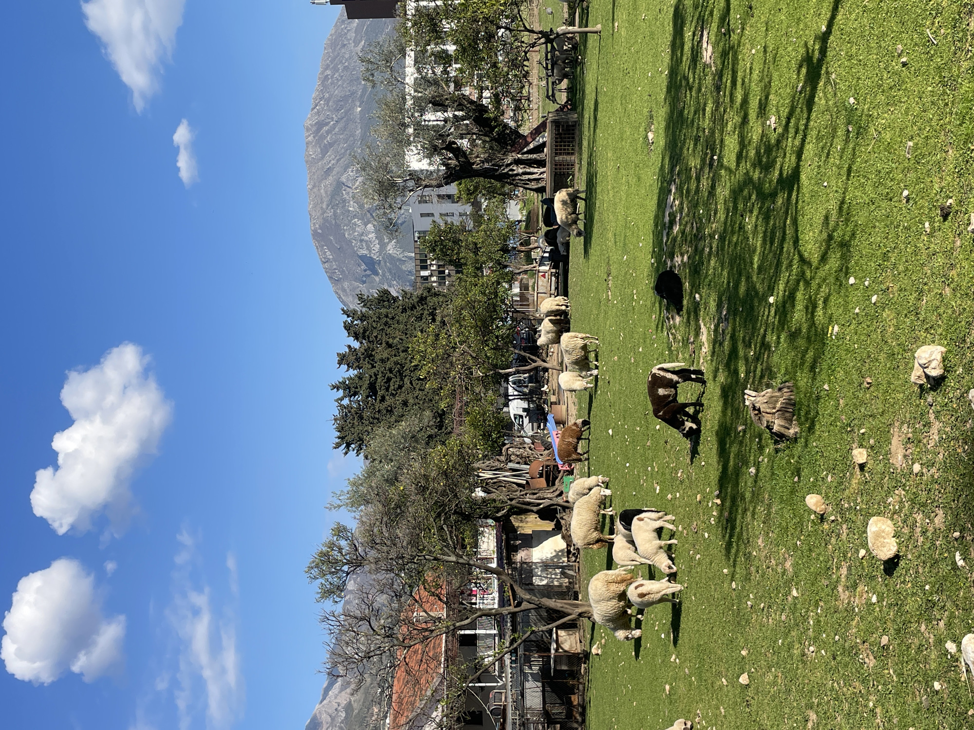 The image depicts a field with grazing sheep in the city of Bar, Montenegro. In the background, a mountain rises behind buildings and trees. The sky is blue with scattered clouds. The sheep are of various colors, including white, brown, and black. There are trees and buildings around the field. The ground is covered in grass, with rocks and shaded areas.