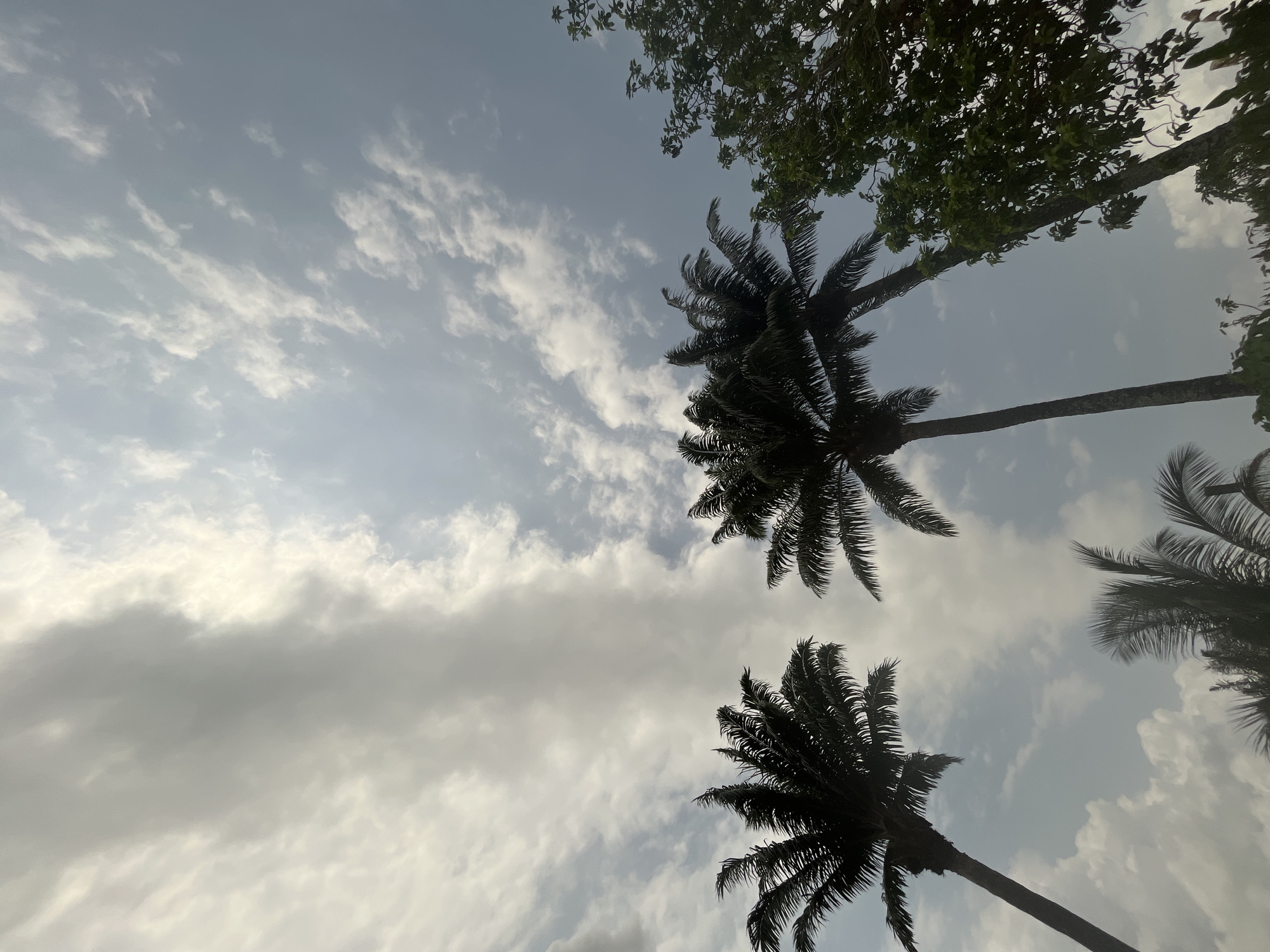 This image, captured in Ikot Ekpene, Nigeria, presents an upward-angled view of a tropical sky and tree canopy. The sky is partially cloudy, featuring a light blue expanse interspersed with scattered white and light grey cumulus or stratocumulus clouds. Bright sunlight emanates from the upper-right portion of the frame, illuminating the cloud edges. Three prominent palm trees with dark, feathery fronds are silhouetted against the sky: one is on the far left, another slightly right of center, and the top of a third is visible on the far right. Additional dark palm fronds are present towards the bottom-center. A section of a leafy green deciduous tree occupies the mid-right side of the image. No human subjects, animals, or specific actions are depicted.