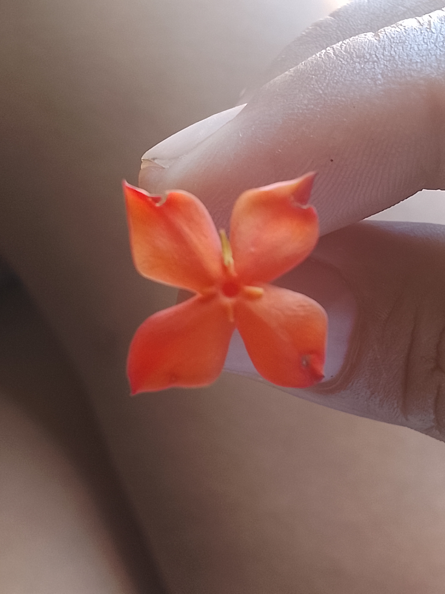 A close-up shot shows a four-petal orange flower held between a thumb and index finger. The background is out of focus and appears to be a neutral tan color. There are no identifiable landmarks or elements suggesting the image's location in Altagracia, Venezuela. The scene is a simple, isolated composition focusing on the flower.