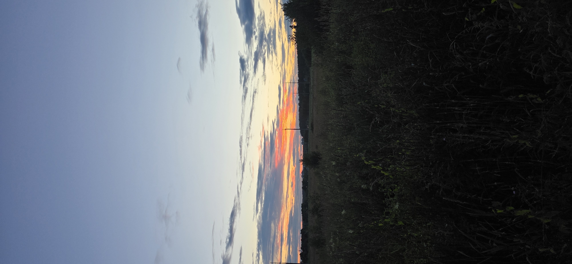 The image depicts a rural landscape at dusk near Электротехник Снт, Russia. The foreground is dominated by dark, tall grasses and foliage, obscuring details of the ground. In the mid-ground, a field stretches out, dotted with scattered bushes and trees. Power lines and tall poles are visible across the field, indicating infrastructure in the area. The background features a treeline and a hazy horizon. The sky above displays a gradient of colors, transitioning from a pale blue at the top to vibrant oranges and pinks near the horizon, characteristic of a sunset. Wispy clouds are scattered across the sky. No people or animals are visible in the image.