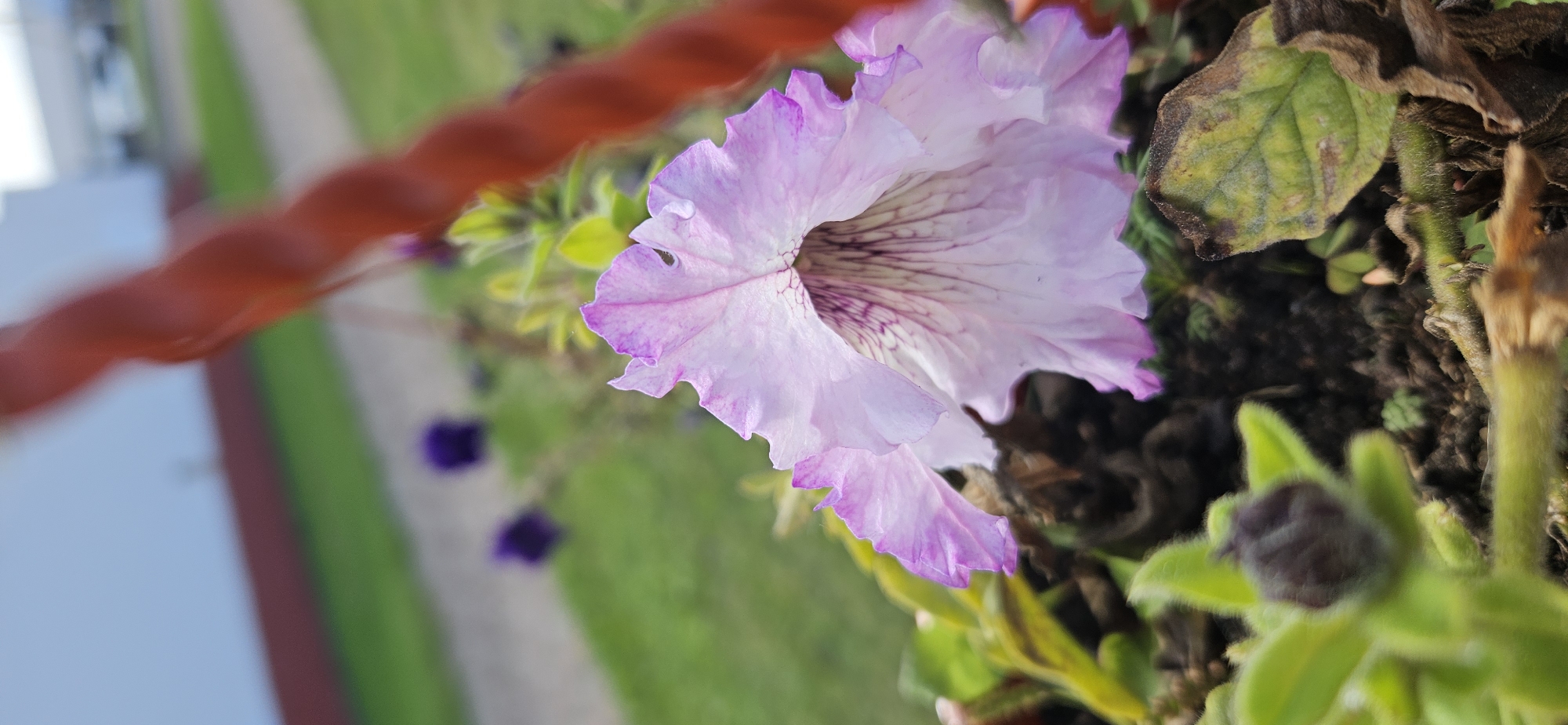 This is a close-up, vertical, low-angle outdoor photograph of a light purple petunia flower in a planter. The flower is in focus, with its ruffled petals displaying delicate purple veins radiating from the center. The background is blurred, showing green grass, a paved pathway, and out-of-focus purple flowers. A thick, reddish-brown twisted cord is visible in the upper right portion of the frame, likely part of a hanging basket. The image appears to be taken in the city of Liozna, Belarus, suggesting a garden or park setting.