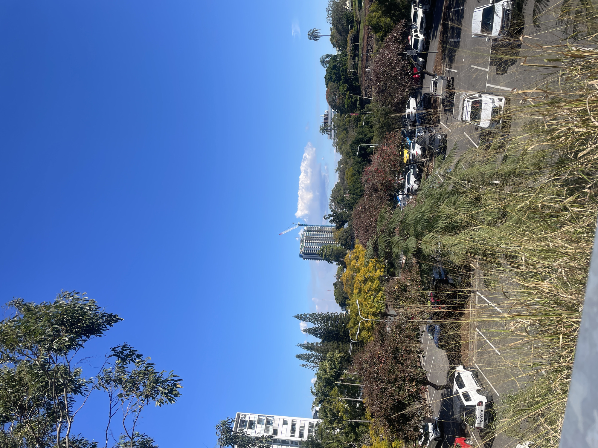 The image depicts a cityscape from an elevated vantage point, likely in Petrie Terrace, Australia, on a clear, sunny day with a bright blue sky. In the foreground, tall, dry grass and some foliage obscure the bottom portion of the scene.

Dominating the mid-ground is a parking lot filled with numerous vehicles, including white SUVs and cars, a red car, and several darker colored vehicles. The parking lot is marked with white lines. Trees with red and yellow foliage are interspersed throughout the parking area and line the edges, some appearing to be deciduous trees. Beyond the parking lot, a dense collection of various trees, including palm trees and pine trees, forms a green buffer.

In the background, several buildings are visible. To the left, a tall, white high-rise apartment building stands out. Further to the right, another tall building, possibly under construction with a visible crane, is situated. Other lower-rise buildings and structures are scattered throughout the landscape. The overall scene suggests an urban or semi-urban environment with green spaces and modern architecture.