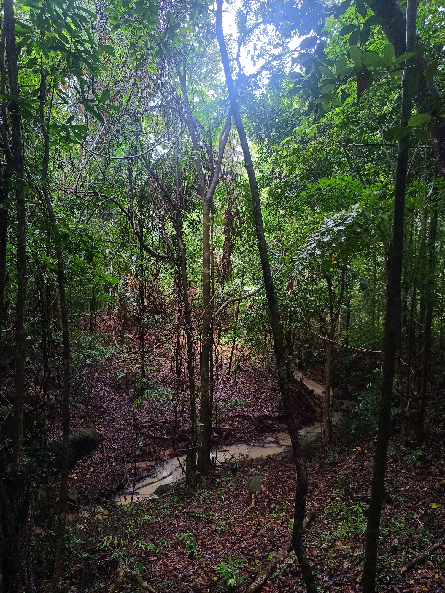 The image depicts a densely forested area in Baan Thong Nang, Thailand. A small stream or waterway runs through the foreground, filled with murky, brown water. The forest floor is covered in fallen leaves and damp undergrowth. Trees of varying sizes and shapes fill the frame, with dense foliage obscuring much of the background. Sunlight filters through the canopy, creating dappled lighting on the forest floor and highlighting certain areas. There are no people or animals visible in the scene.