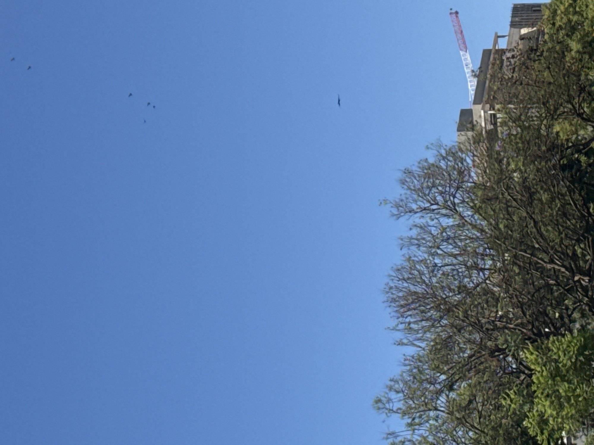 In an outdoor, daytime scene, the upper portion of the image is dominated by a clear blue sky. A few small, dark birds are visible in flight high in the sky. Slightly lower and to the right, a single, larger bird or possibly an aircraft is in flight. In the lower half of the image, the tops of dense green trees are visible. Behind the trees, the upper floors of a concrete building under construction are partially obscured. A red and white construction crane extends from the right side of the building. The scene appears to be a city environment.
