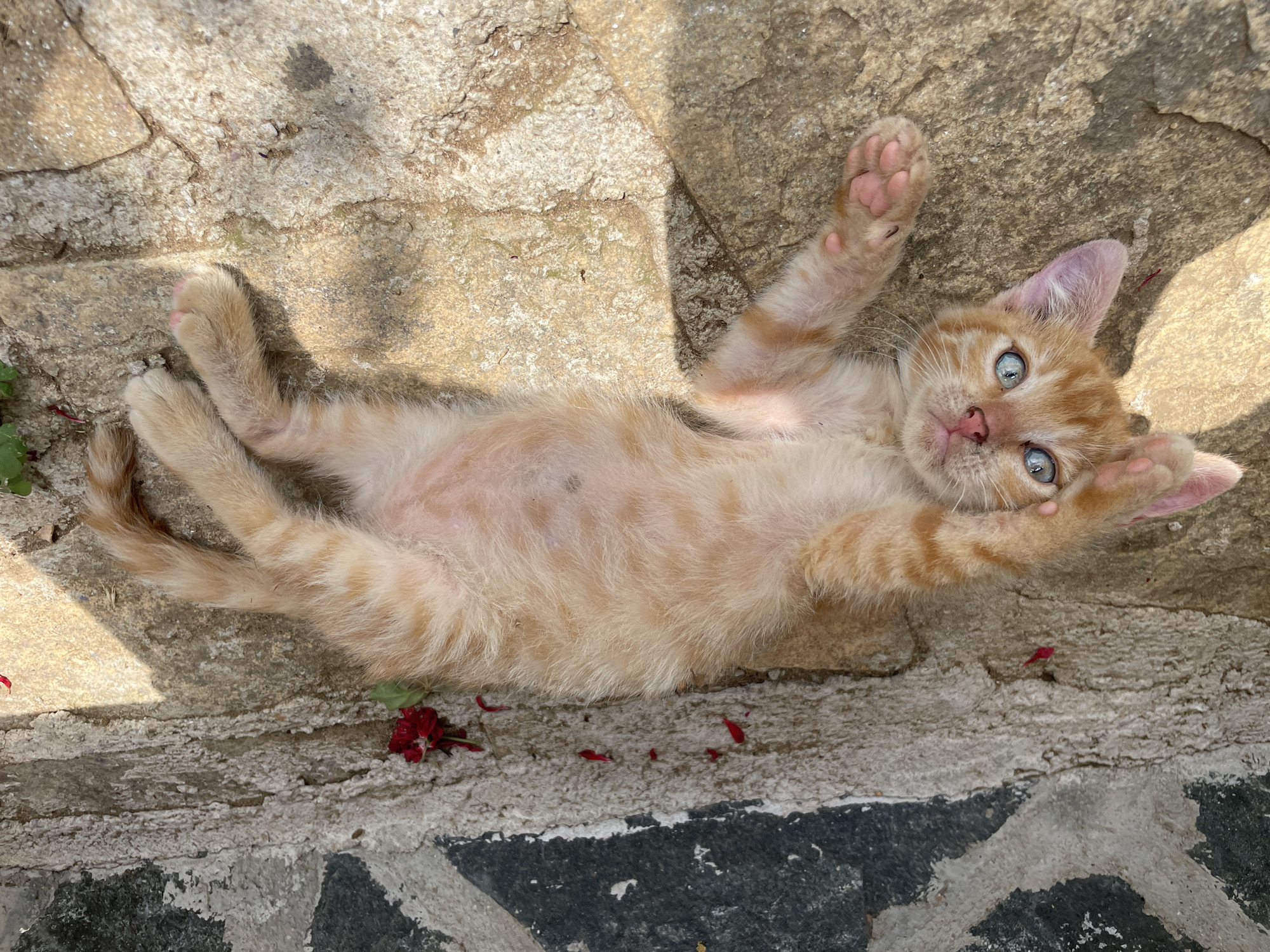 A ginger kitten lies on its back on a stone pathway in Zlatograd, Bulgaria. The kitten has blue eyes and is partially covered by shadows from the sun. Red flower petals are scattered on the pathway next to the kitten. The pathway is made of rough, textured stones.