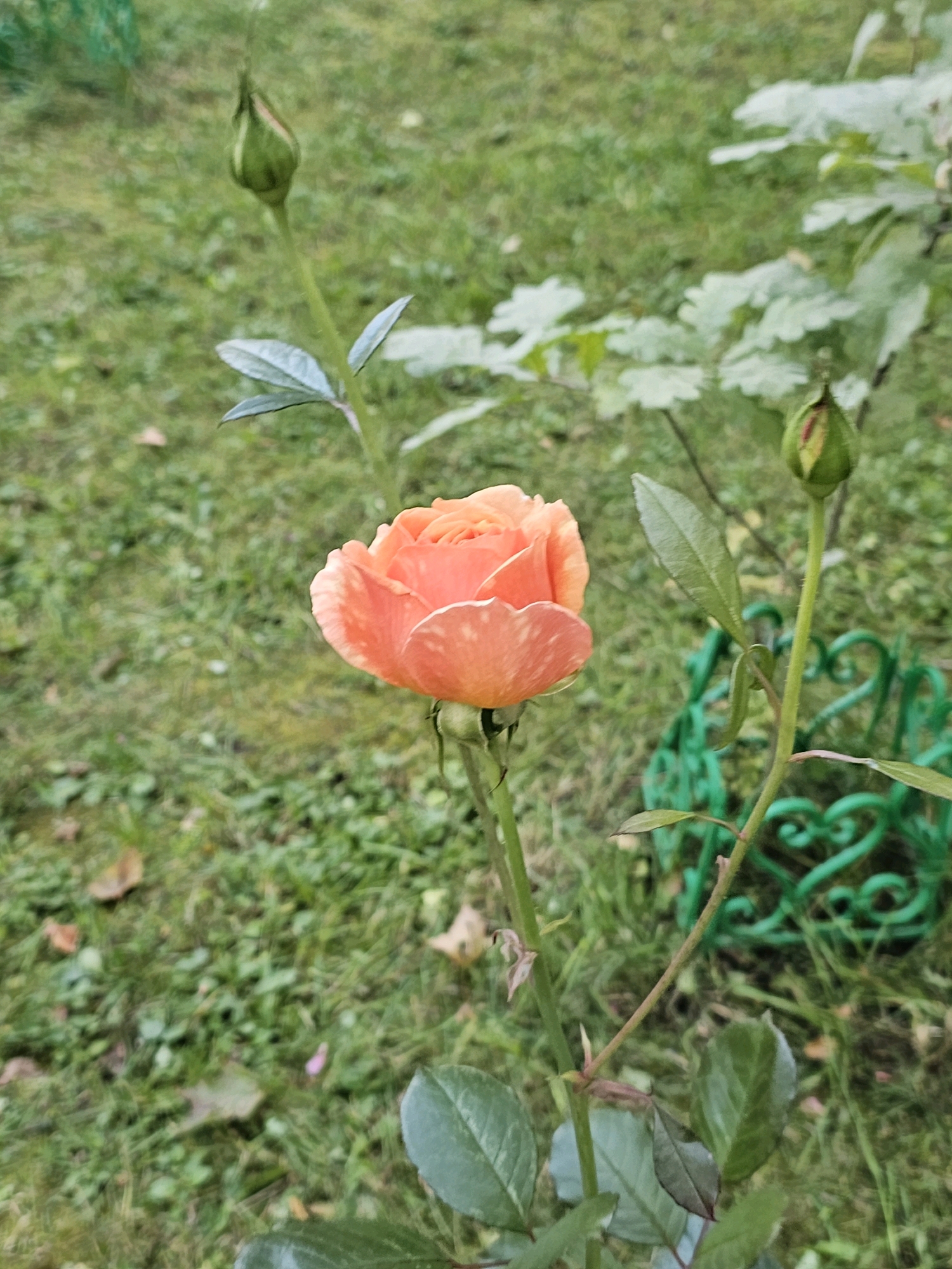 The image shows a close-up of an orange rose in bloom, with two rose buds on stalks nearby. The rose is positioned in the center-left of the frame, with its petals unfurled and showing a delicate gradient of color. The background consists of a lawn with scattered leaves, suggesting an outdoor setting. A decorative green metal fence is visible on the right side of the image. The overall scene evokes a tranquil garden ambiance. The location is identified as being in the city of Khimki, Russia.