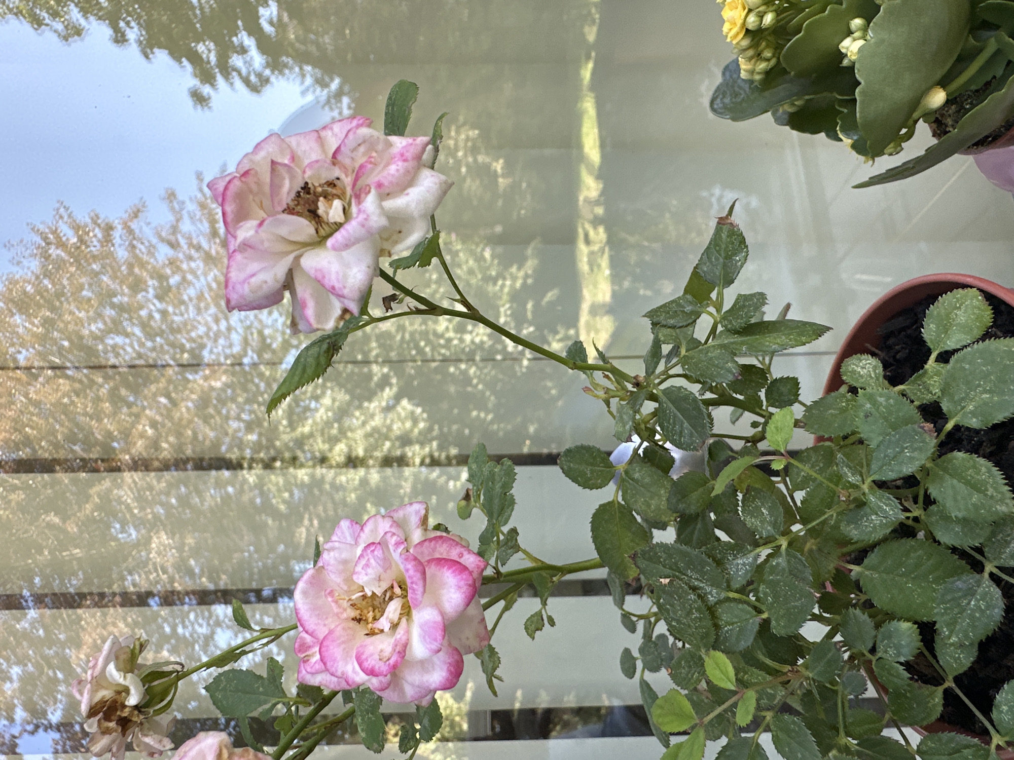 In Krefeld, Germany, on a reflective surface, a close-up shot captures the delicate beauty of pink and white roses. The flowers, with their ruffled petals edged in vibrant pink, bloom against a backdrop of blurred greenery and a clear sky, suggesting an outdoor setting. The leaves of the rose plant are a deep green, some showing slight signs of wear, adding to the natural charm. Nearby, a succulent plant with bright yellow flowers offers a splash of contrasting color. The overall scene is one of tranquil natural beauty, with the roses taking center stage.