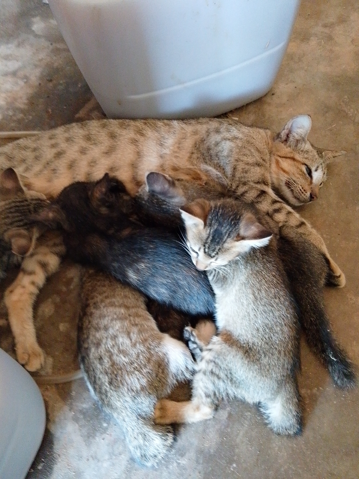 The image, taken in Bukit Ketok, Indonesia, depicts a tabby cat lying on a concrete floor next to a white plastic object (possibly a bucket or container). The cat is surrounded by several kittens, appearing to be nursing or sleeping near their mother. The kittens have varying coat patterns including tabby and solid black. The scene suggests a domestic setting.