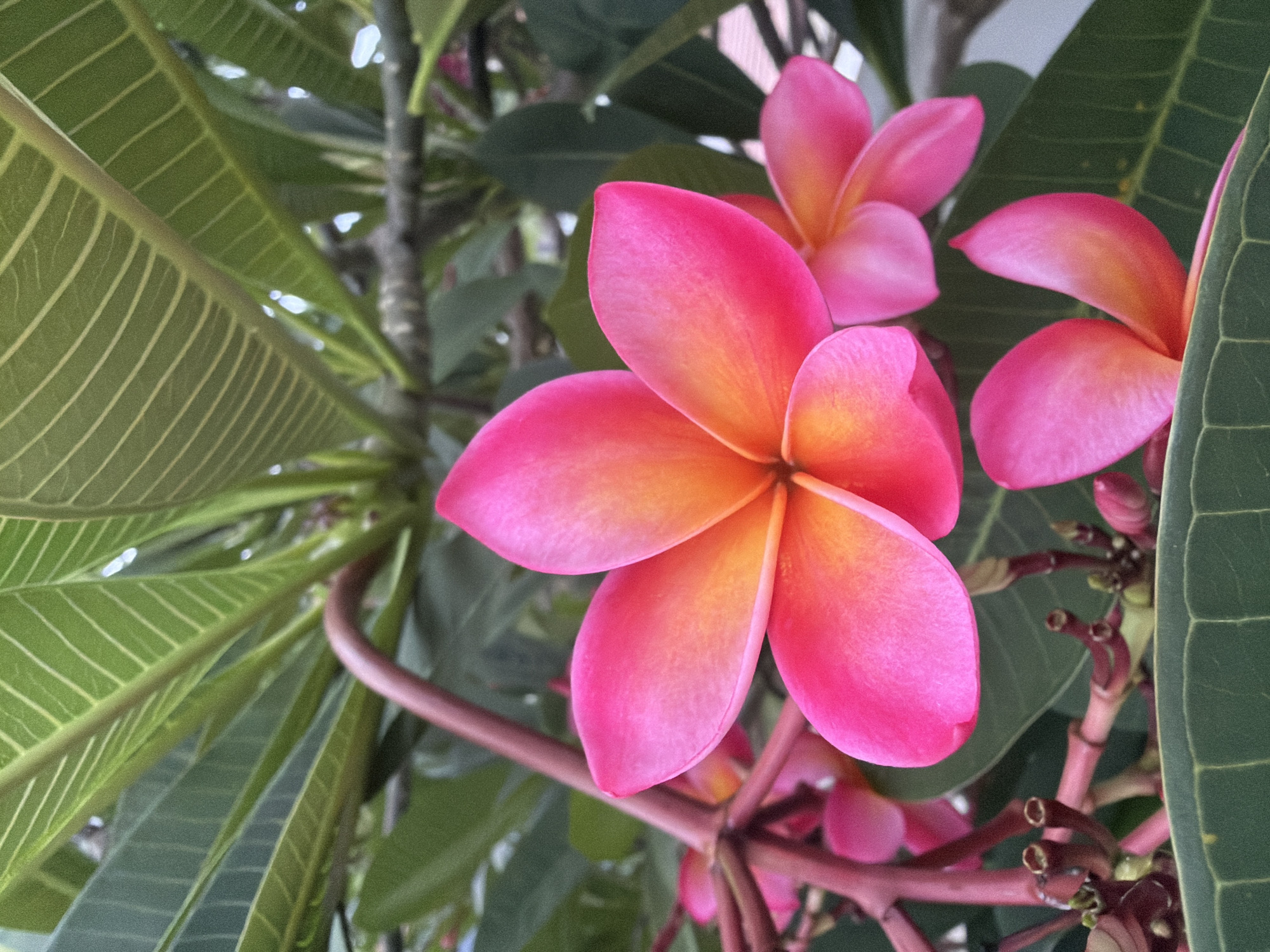 A close-up, eye-level, outdoor shot focuses on a cluster of vibrant pink and orange plumeria flowers. The foreground features lush, green plumeria leaves with prominent veining. Behind the blossoms, other pink plumeria flowers and buds are visible, along with branches and more green foliage. The lighting suggests it is daytime, possibly late afternoon, with soft, natural light illuminating the scene. The overall atmosphere is tranquil and tropical, indicative of a garden or natural setting. The image was captured in the Ko Samui District of Thailand.