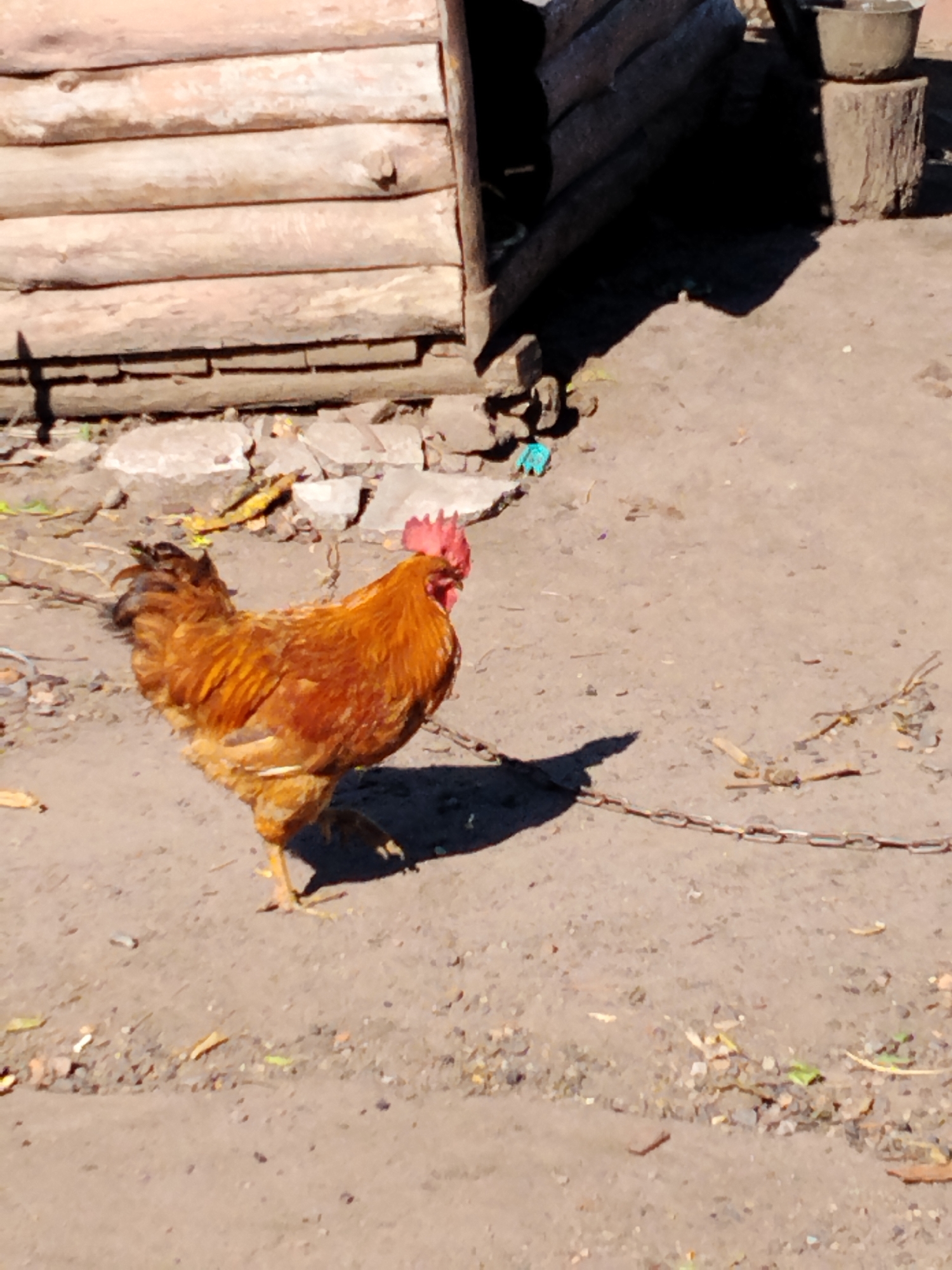 A brown rooster walks on dirt ground in front of a wooden structure, possibly a chicken coop. The rooster has a red comb and wattles. The wooden structure is made of horizontal planks. The ground is a mix of dirt and small stones. A metal chain is visible on the ground. In the background, there is a shadow cast by the wooden structure. The scene appears to be outdoors in a rural or semi-rural setting, consistent with the village of Ustyvytsia, Ukraine.