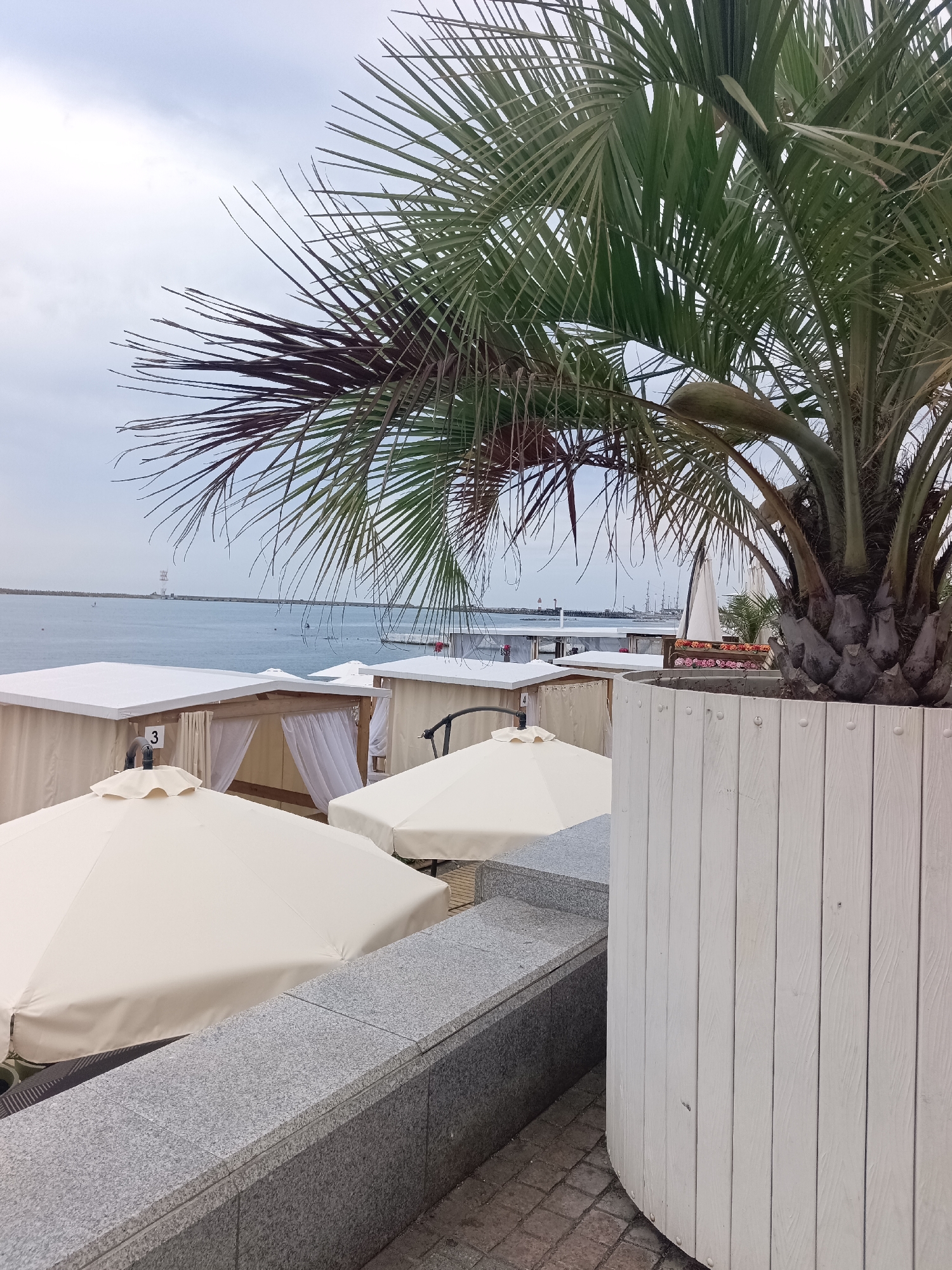 The image depicts a view of a beach resort area in Sochi, Russia, on an overcast day. In the foreground, a large palm tree dominates the right side, its fronds casting shadows. In front of the palm tree is a curved white wooden planter. To the left of the palm tree, there are several beach cabanas with white canopies and beige curtains. Some of these cabanas have numbers visible, like "3". Two closed, cream-colored beach umbrellas are positioned in front of the cabanas. A grey granite retaining wall runs along the foreground. In the background, the sea stretches out under a cloudy sky, with a distant pier or breakwater and what appears to be a lighthouse or tower. Sailboats are also visible on the water. The ground is paved with brick-like stones.