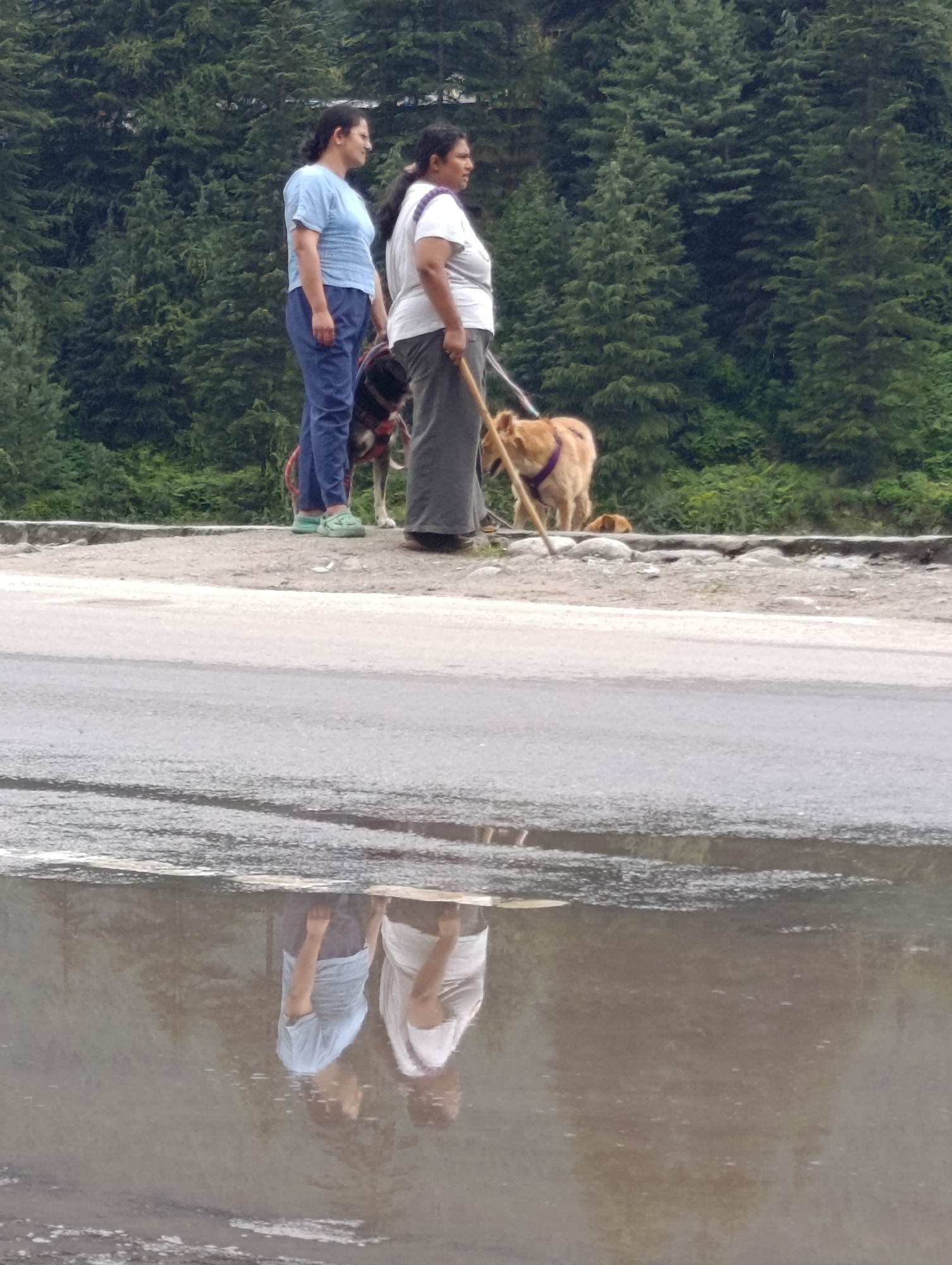 Two women and two dogs are standing on a road verge. The woman on the left is wearing a light blue t-shirt and blue trousers. The woman on the right is wearing a white t-shirt and grey trousers. A tan dog with a purple harness is on a leash held by the woman on the right, who is holding a wooden stick. Another smaller dog is lying down in the background. The road is wet and reflects the scene. Behind the road verge is a dense forest of pine trees. The scene is likely in or around Vashisht, India, given the context of the query.