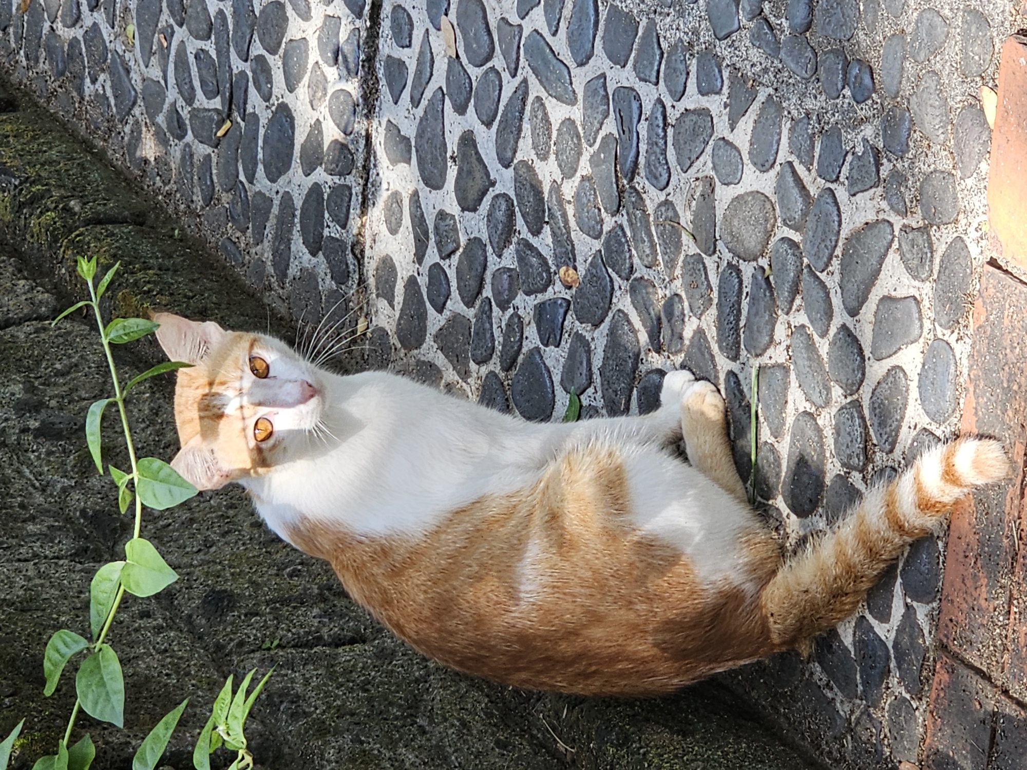 A white and orange cat with gold eyes lies on its back on a walkway made of dark grey stones set in mortar and separated by a cement curb on one side and red brick on the other. Green vegetation grows beside the cat, on the curb. The cat looks up and to the left. The photograph was taken outside, during the day. Location: Denpasar, Indonesia.