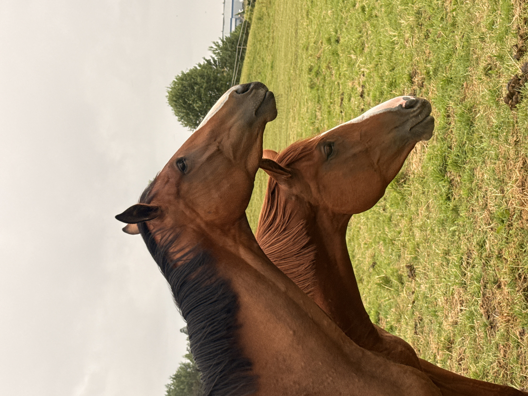 This is a photograph of two horses in a grassy field. The horse in the foreground is a chestnut brown color with a white blaze on its face. Its head is lowered as if grazing. The horse behind it is also chestnut brown, and its head is raised, looking to the right. The background consists of a green field with some trees and a cloudy sky. The photograph appears to have been taken outdoors in a rural or semi-rural setting. The image does not contain any information to suggest it is located in Galinė, Lithuania.