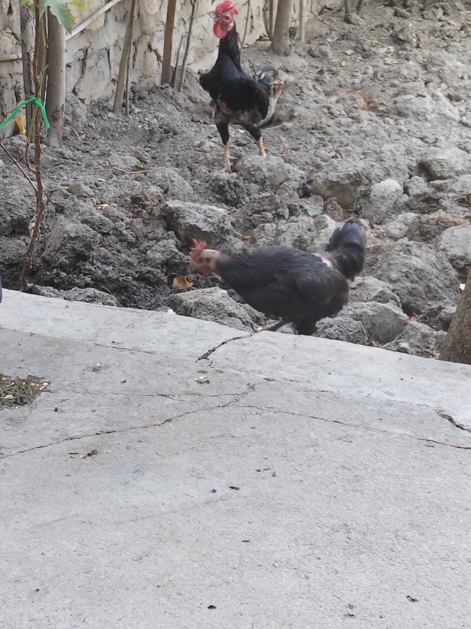 In Kogon City, Uzbekistan, two chickens are present. One is a black rooster with a red comb and wattle, standing on a dirt mound. Another dark-colored chicken, possibly a hen, is foraging on a concrete surface in the foreground, facing away from the camera. The background consists of a rough, rocky terrain with some vegetation and a textured wall. The scene appears to be outdoors, possibly in a rural or semi-urban setting.